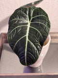 Black Velvet Alocasia