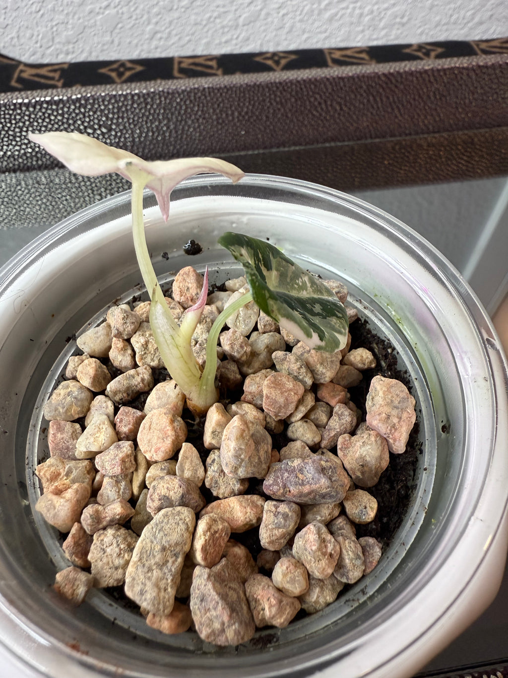 Alocasia Pink Black Velvet (acclimated tissue culture)