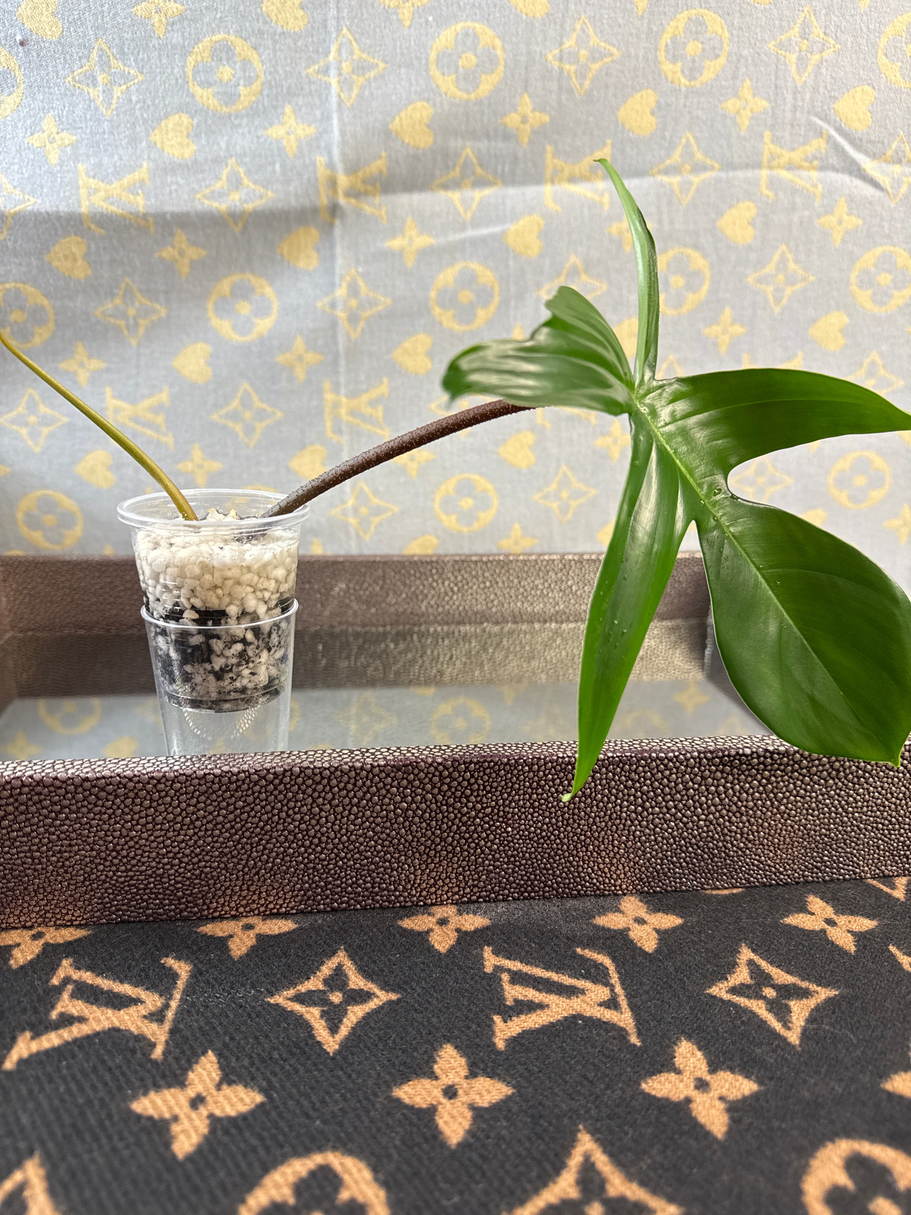 Philodendron Florida Green cutting