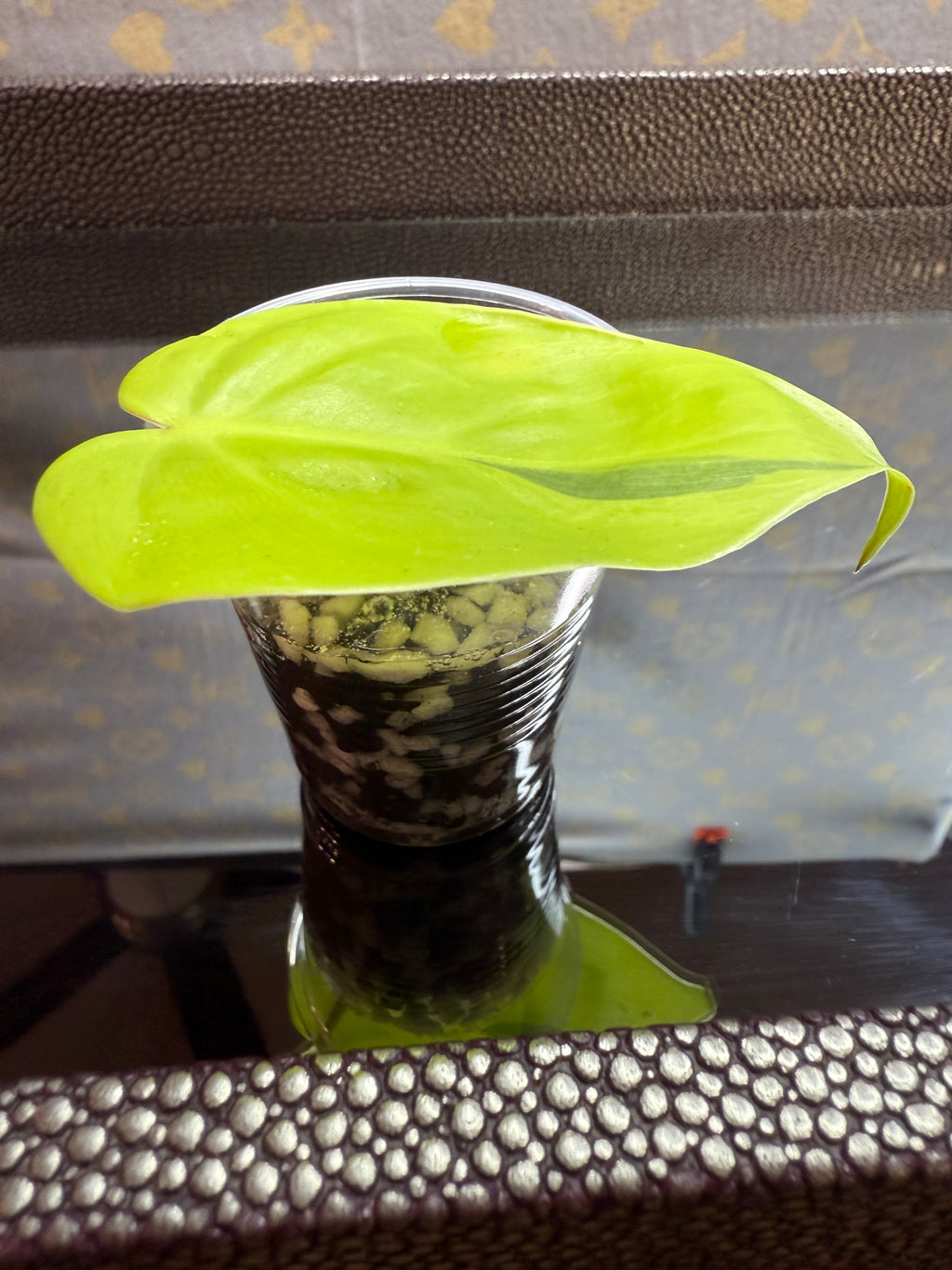Philodendron Lemon Lime Heartleaf cutting