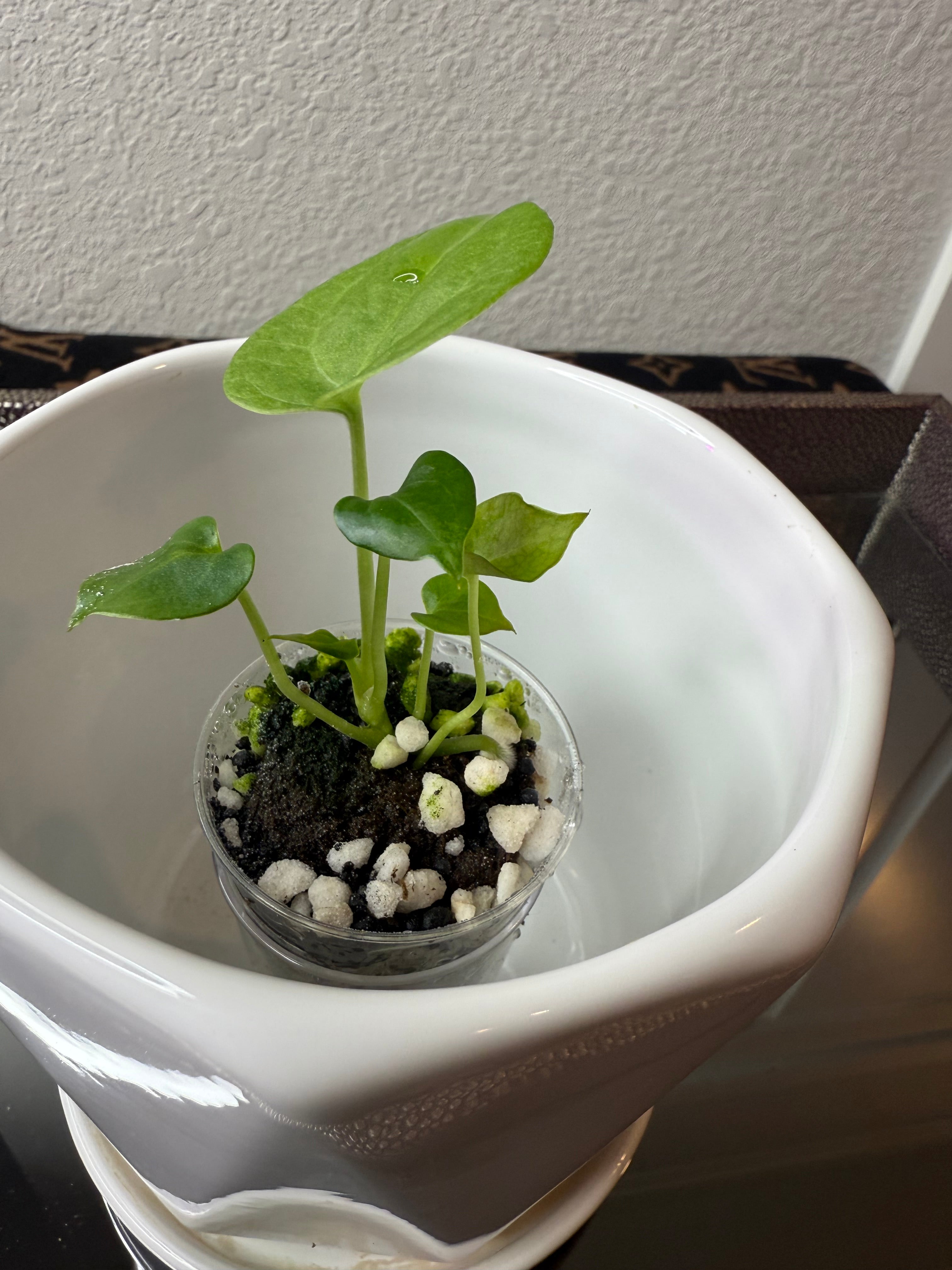 Anthurium Clarinervium (acclimated tissue culture)