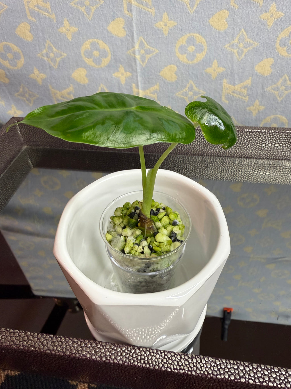 Alocasia Green Velvet (corm grown)