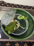 Alocasia Venom (acclimated tissue culture)