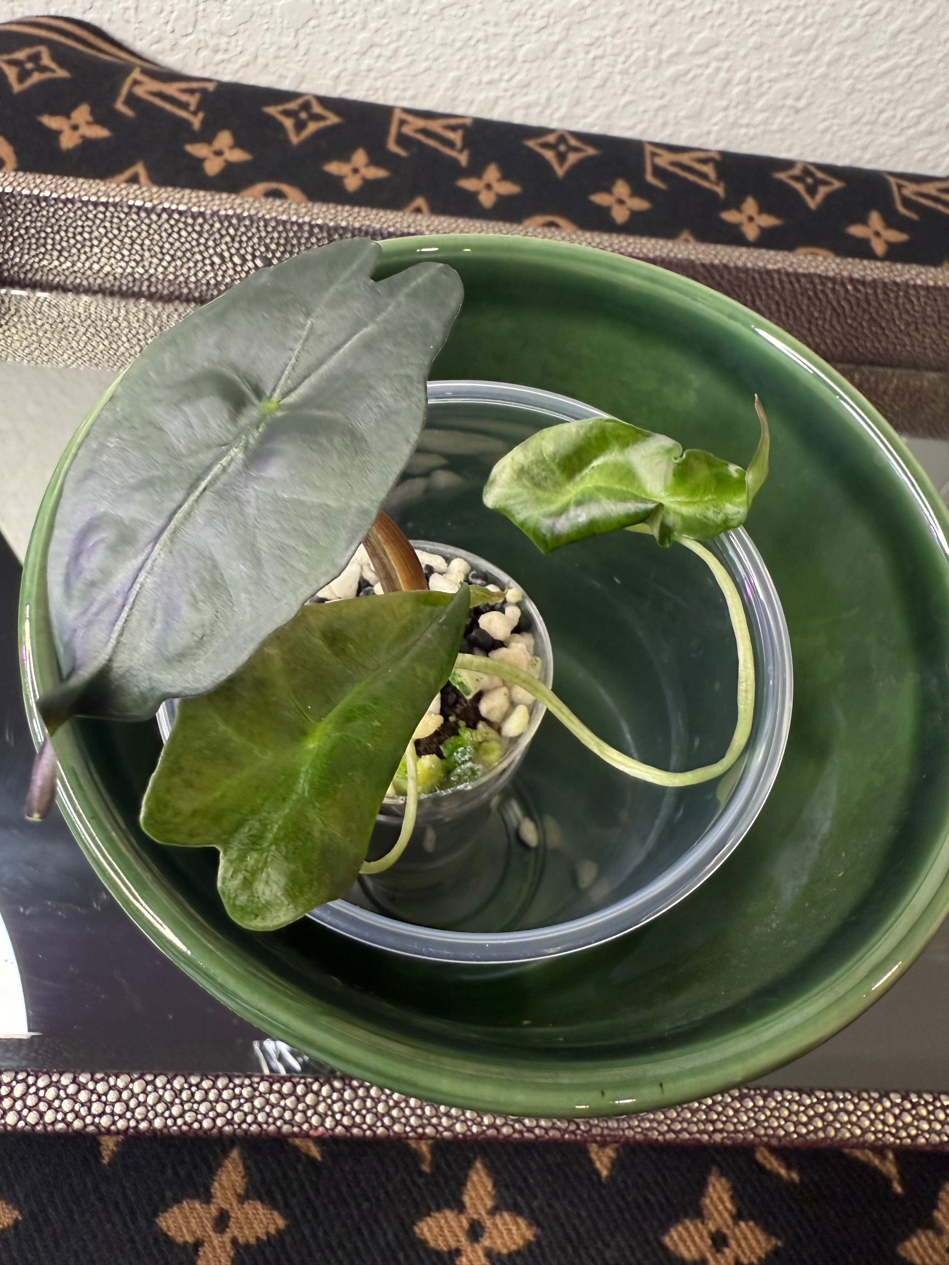 Alocasia Venom (acclimated tissue culture)