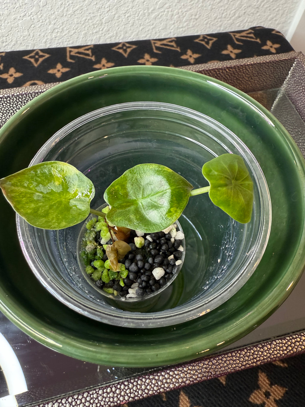 Alocasia Wentii Aurea (acclimated tissue culture)