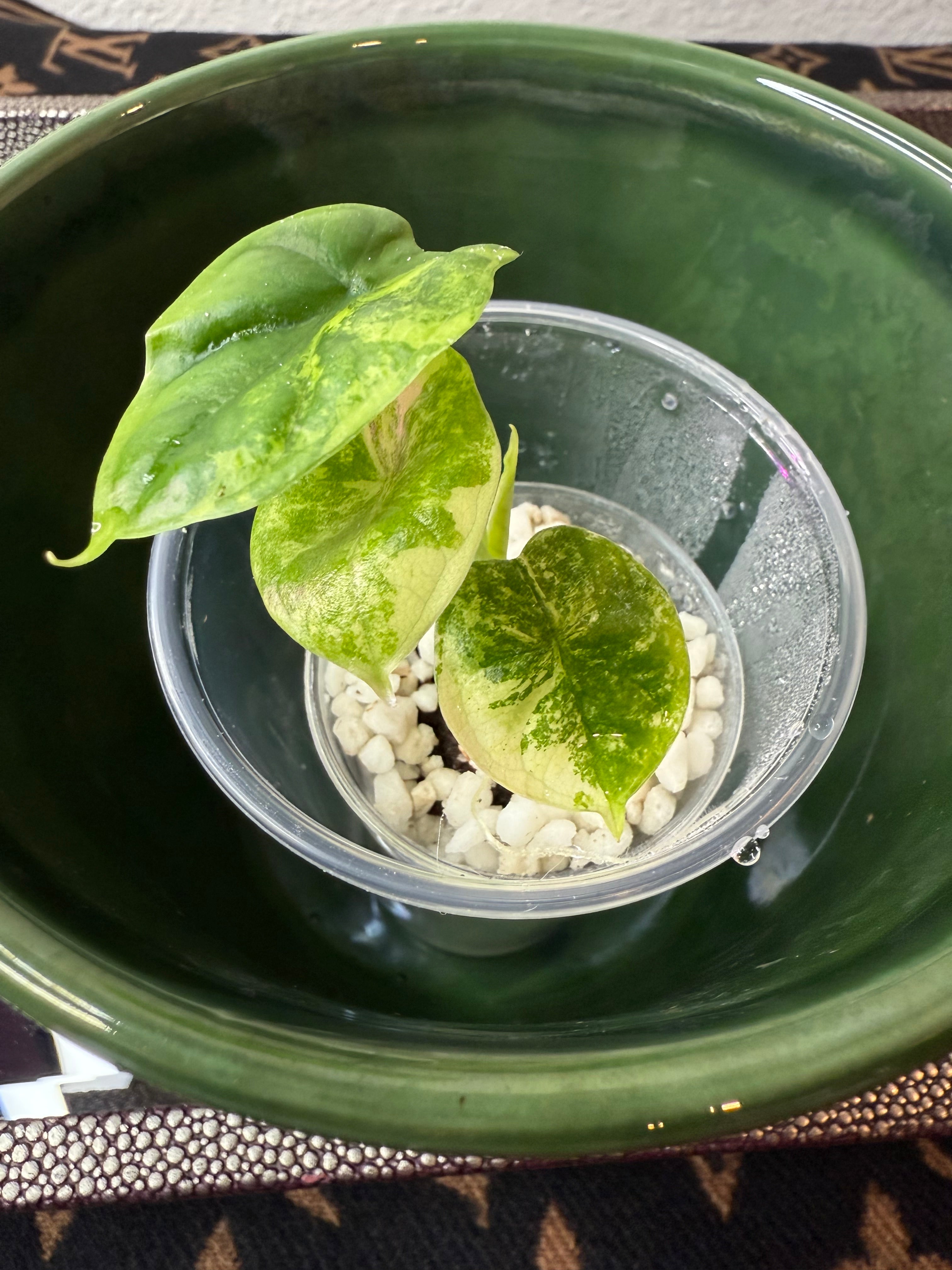 Alocasia Dragon Scale Aurea (acclimated tissue culture)