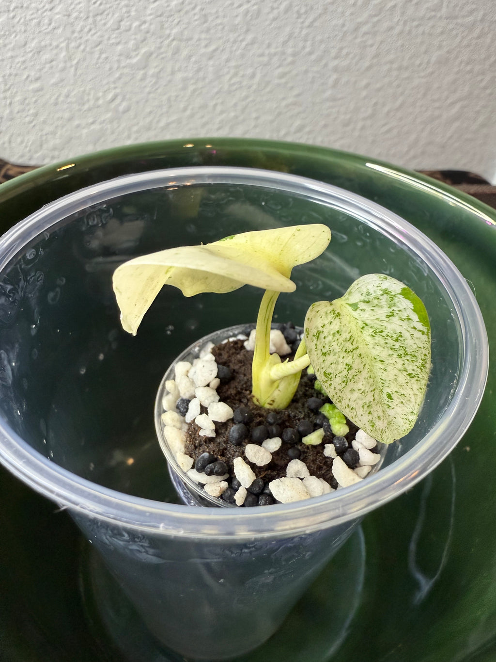 Monstera White Monster (acclimated tissue culture)