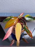 Philodendron Strawberry Shake Variegated