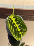 Maranta Lemon Lime (Prayer Plant) rooted cutting