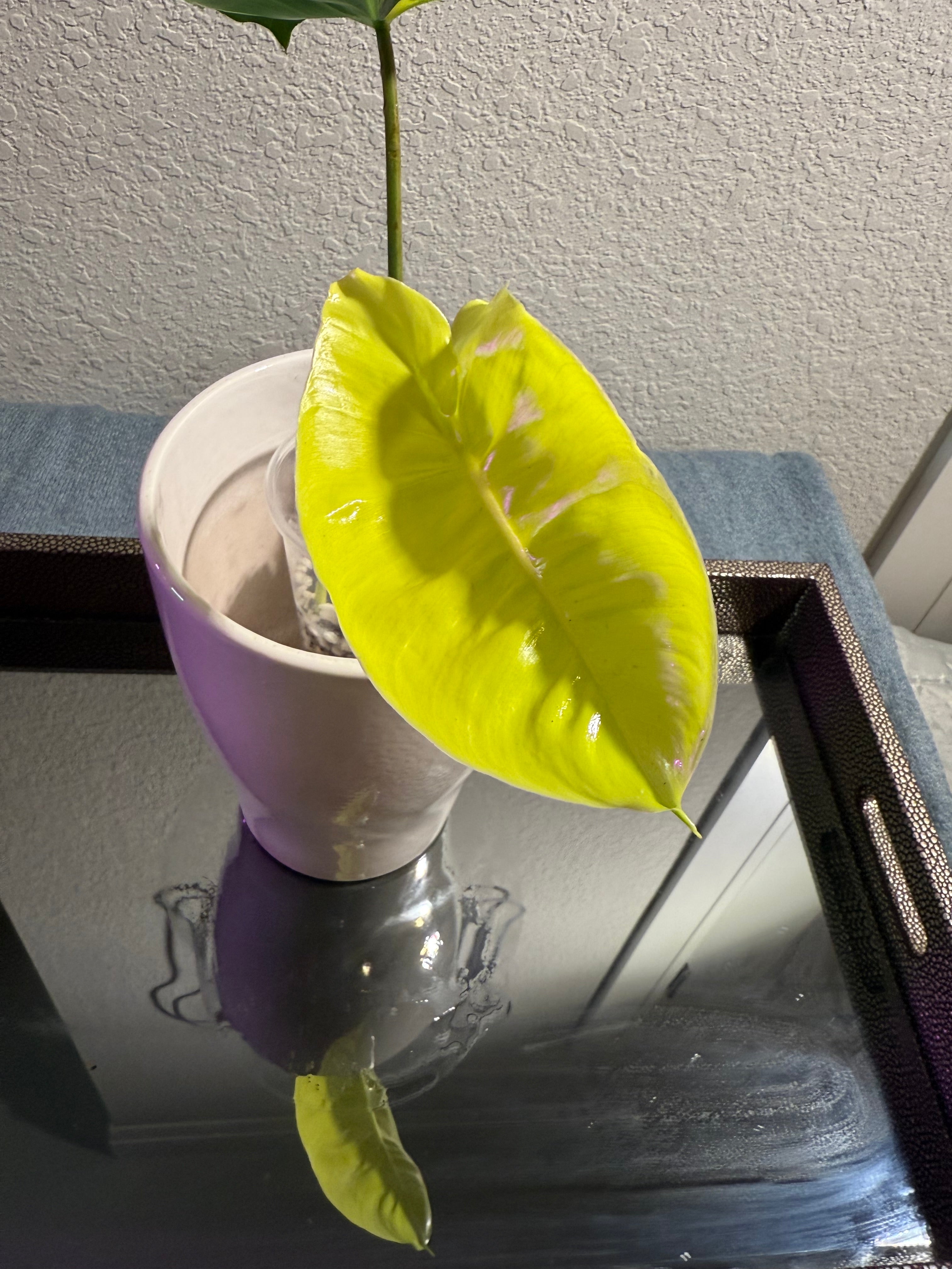 Philodendron Burle Marx Variegated