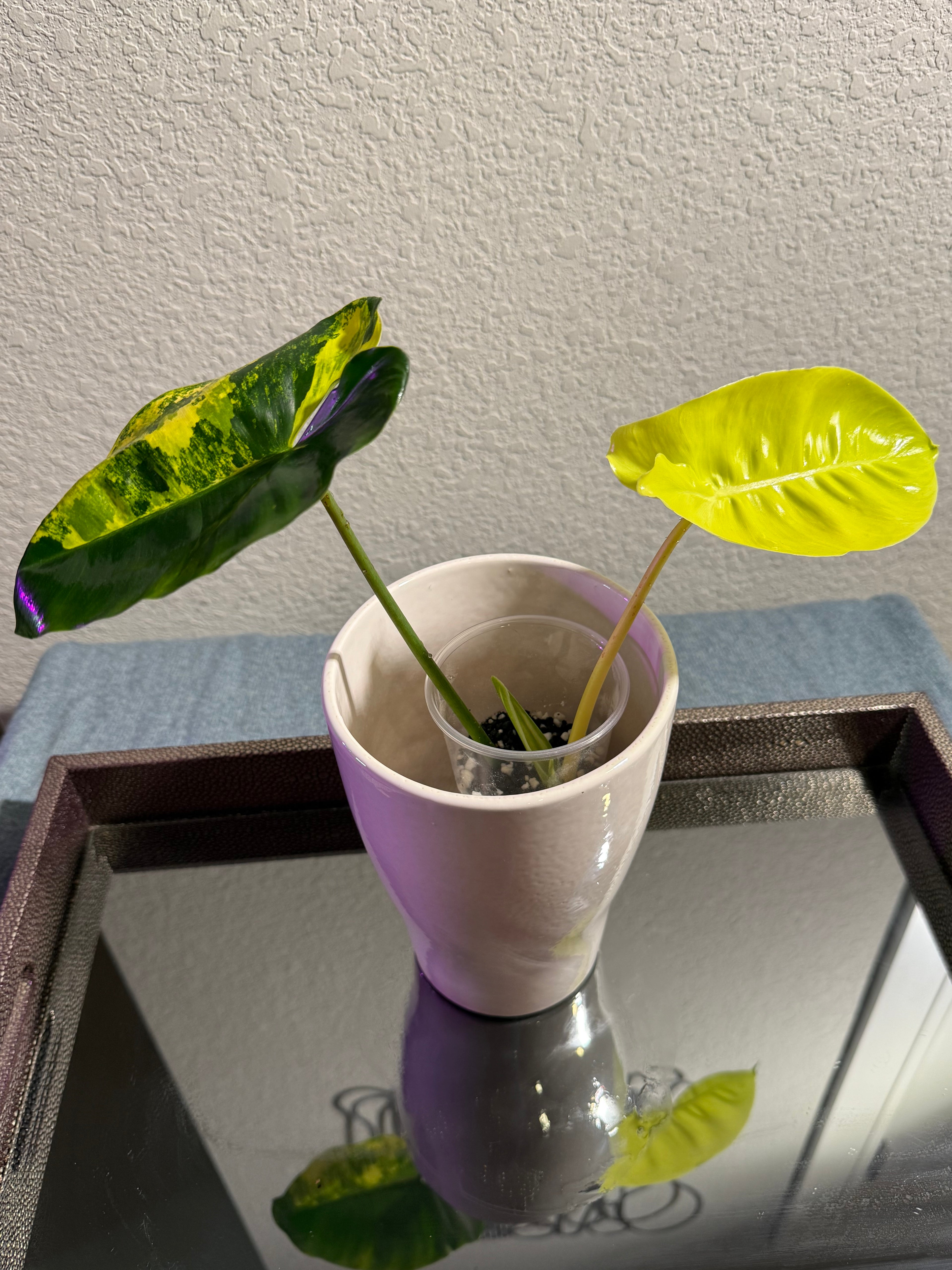 Philodendron Burle Marx Variegated
