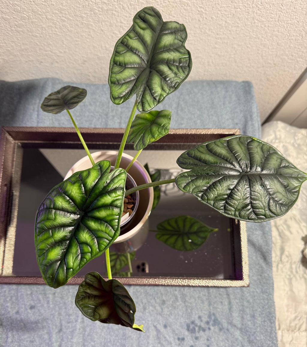 Alocasia Dragon Scale