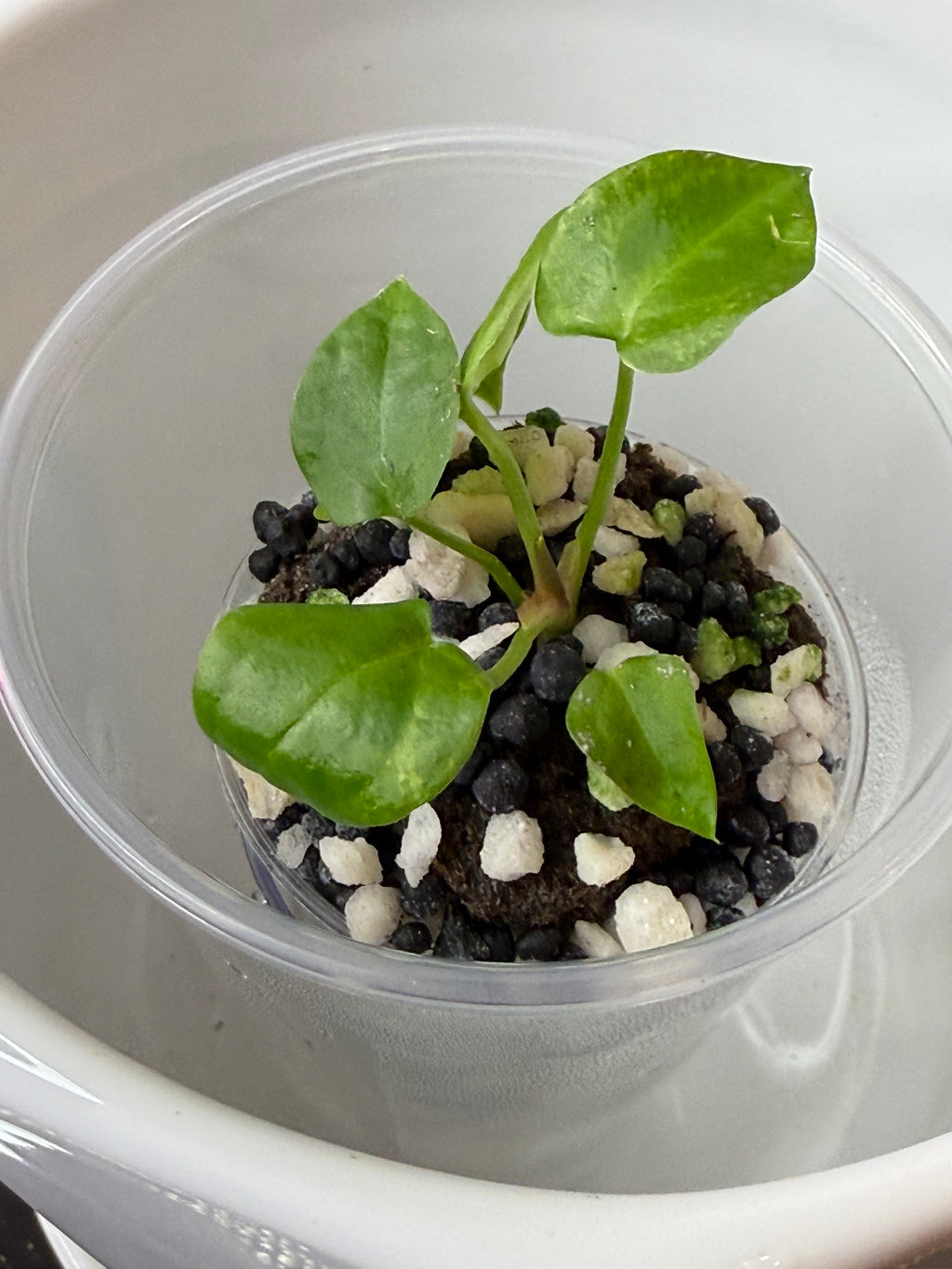 Monstera Sierrana (acclimated tissue culture)