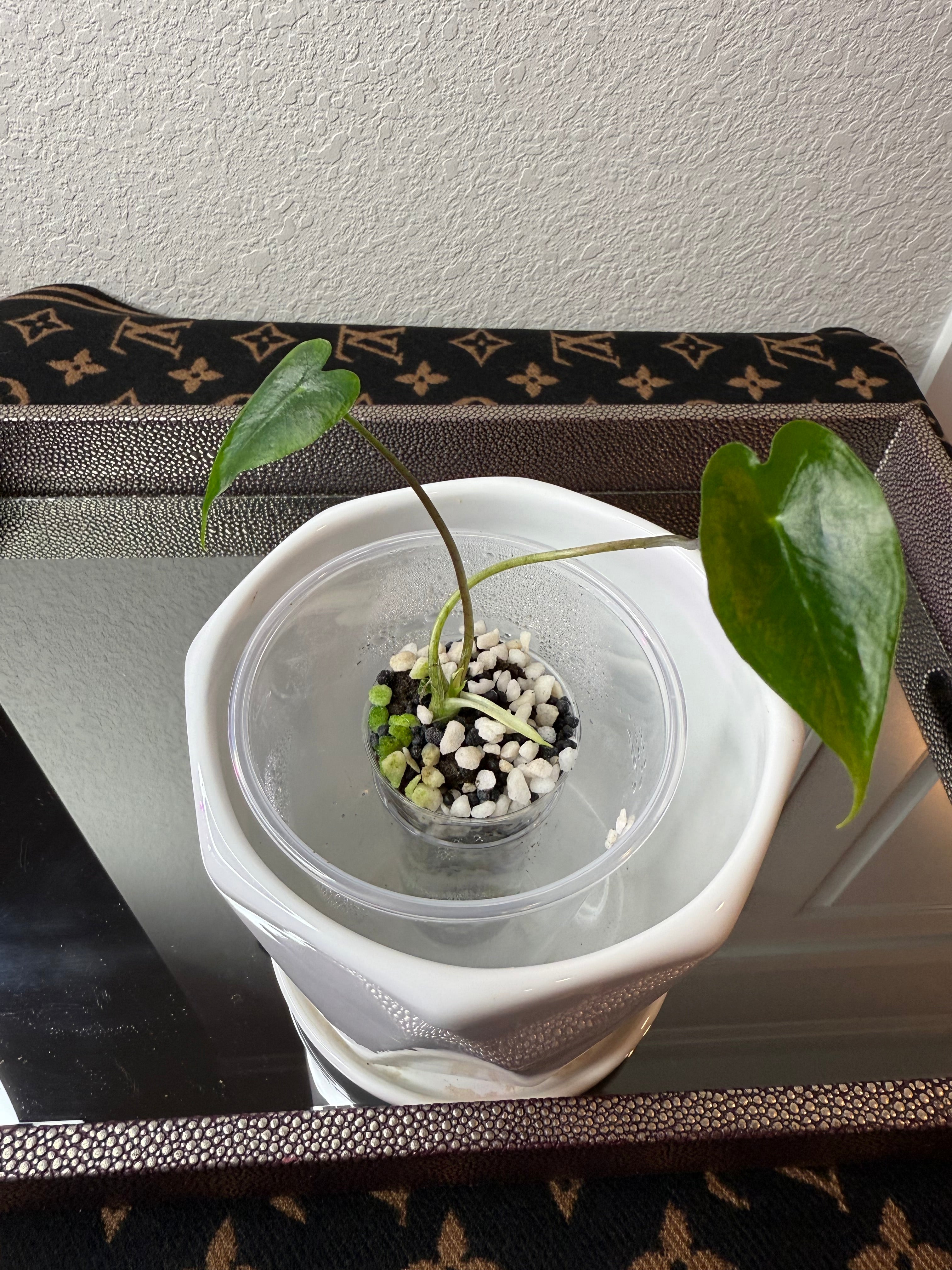 Alocasia Longiloba Suhirmaniana
Purple vein (acclimated tissue culture)