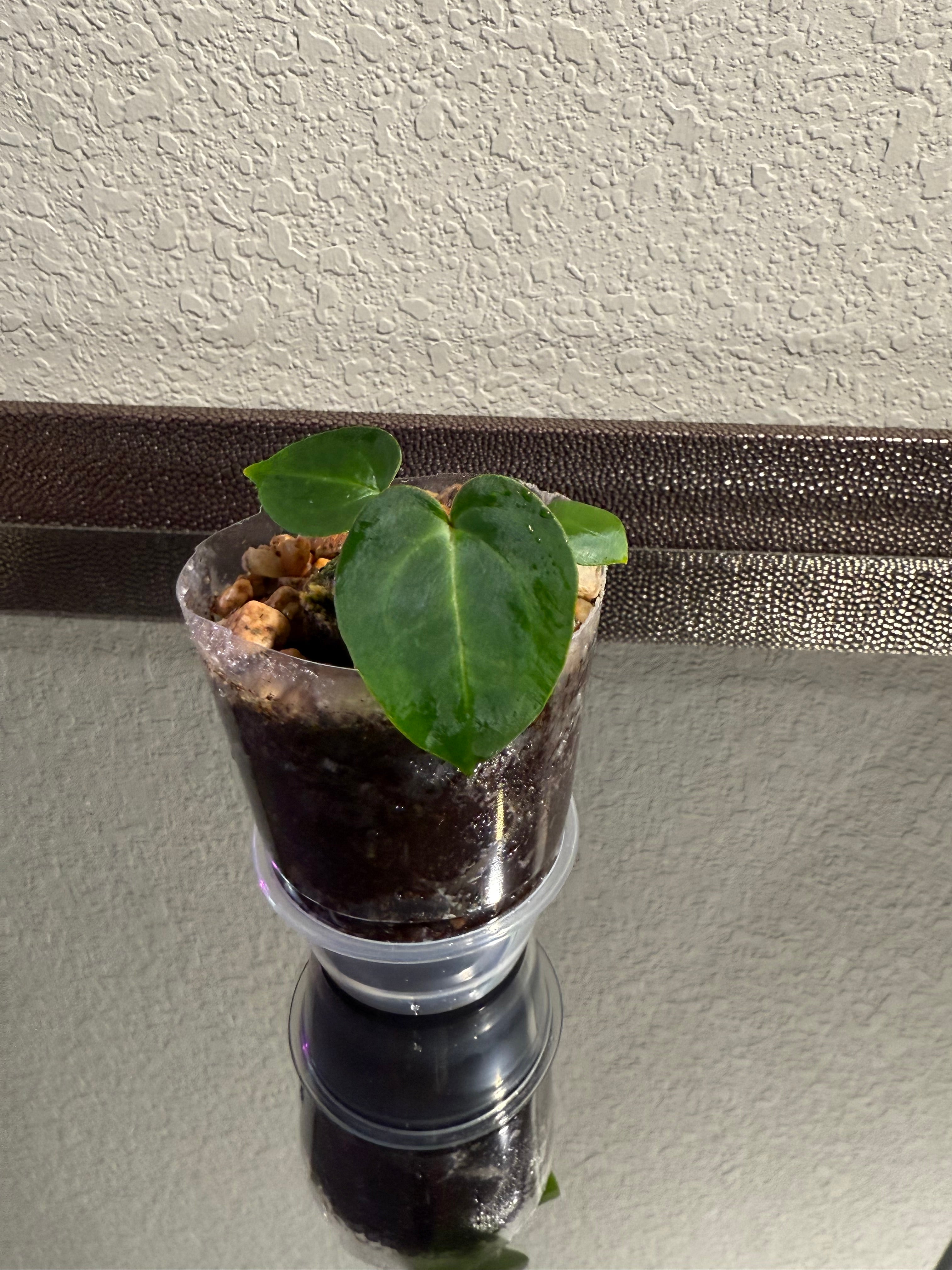Anthurium NSE Red Crystal x Carlablackaie
