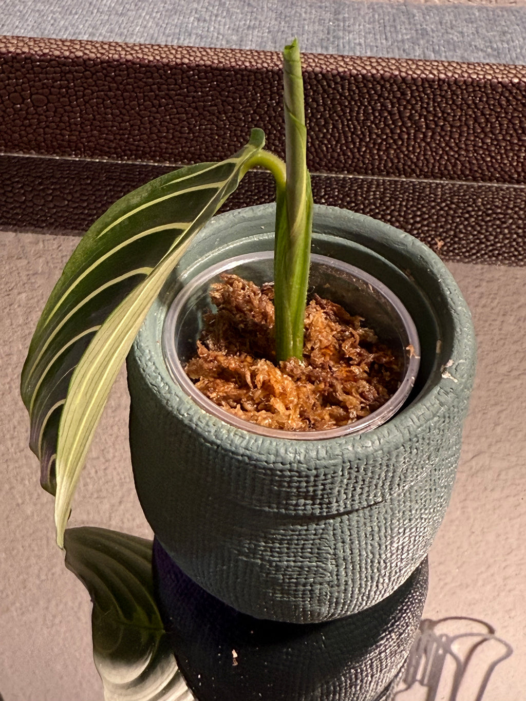 Maranta Lemon Lime (Prayer Plant) rooted cutting