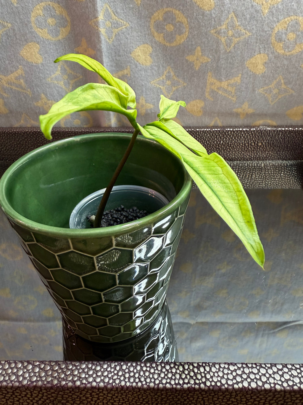 Syngonium Angustatum Variegated cutting