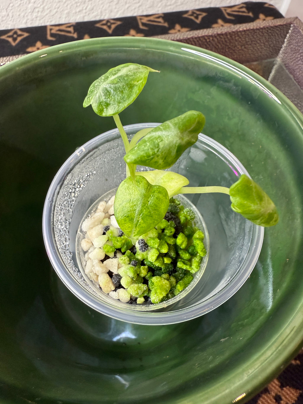 Alocasia Ninja Tri-Color (acclimated tissue culture)