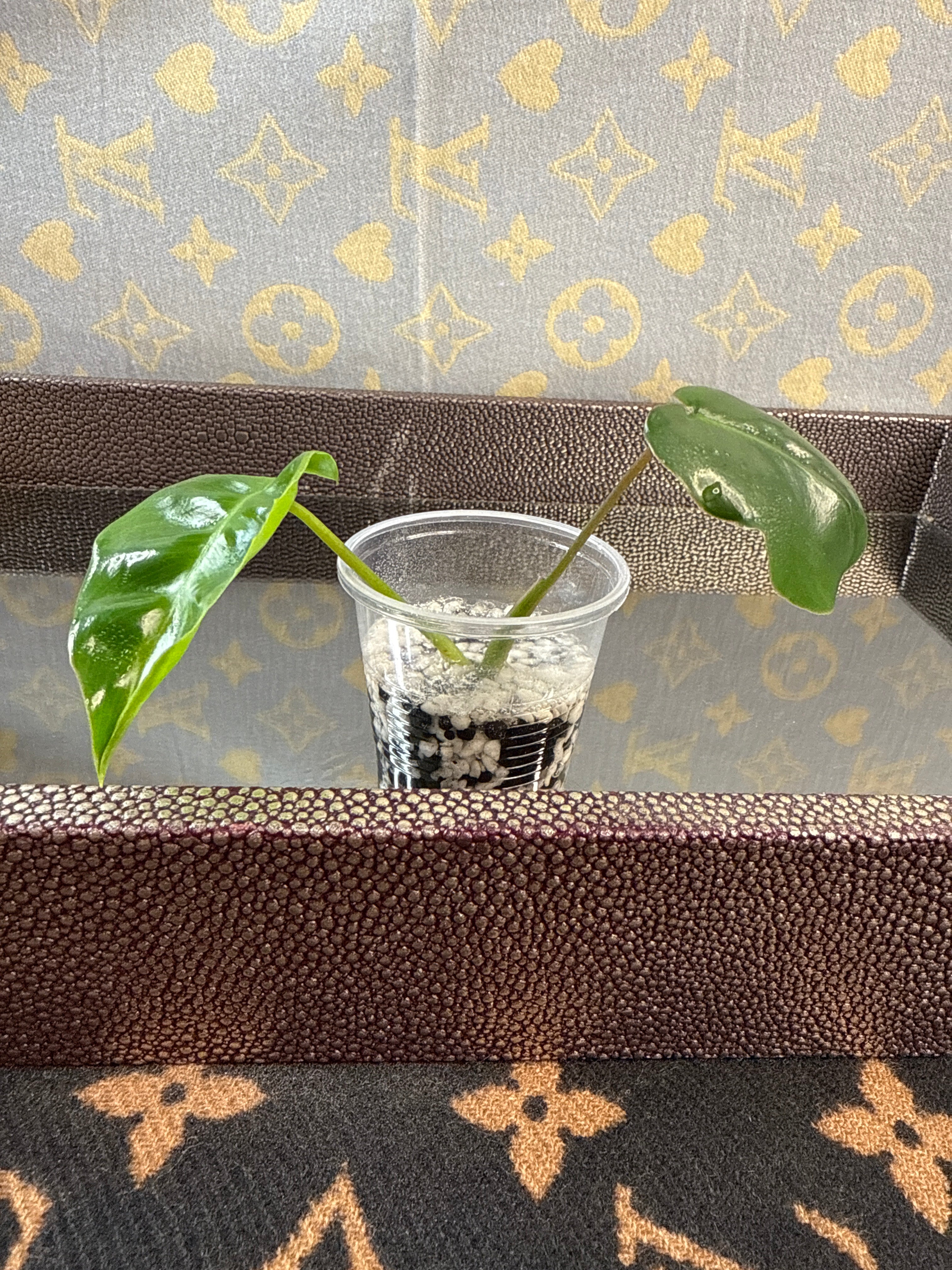 Philodendron Burle Marx cutting