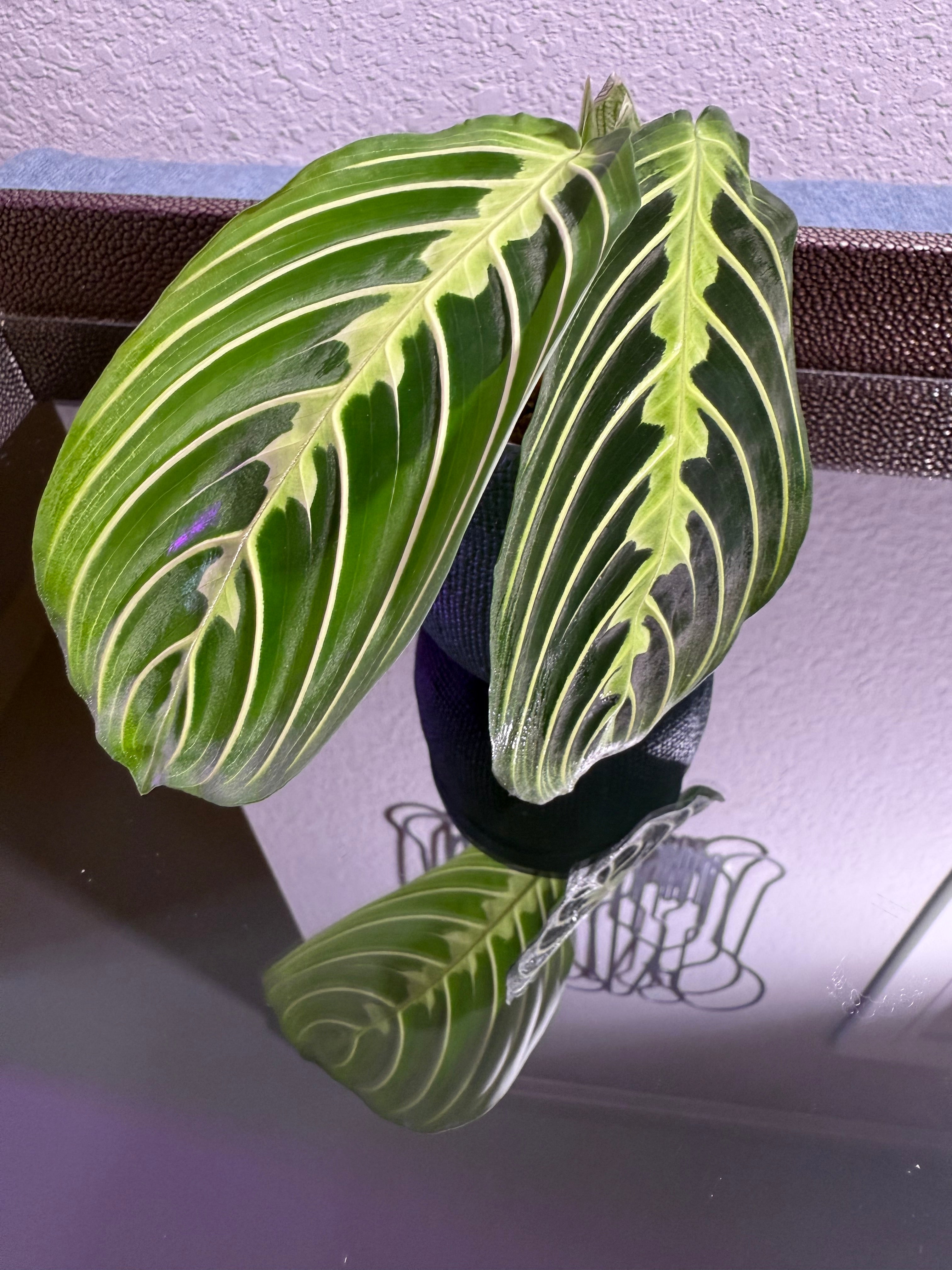 Maranta Lemon Lime (Prayer Plant) rooted cutting