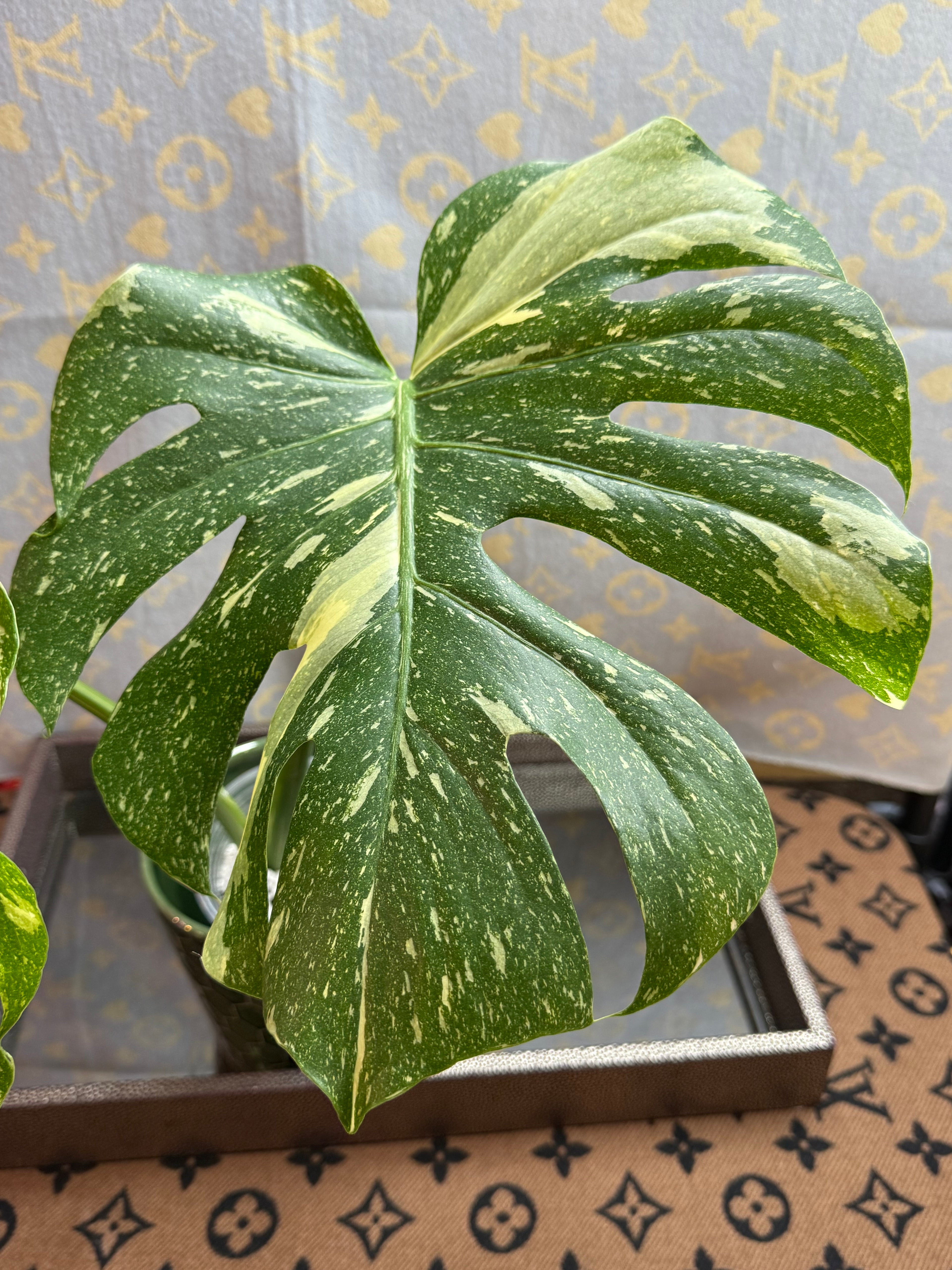 Monstera Thai Constellation cutting