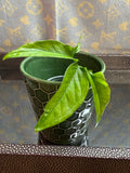Syngonium Angustatum Variegated cutting