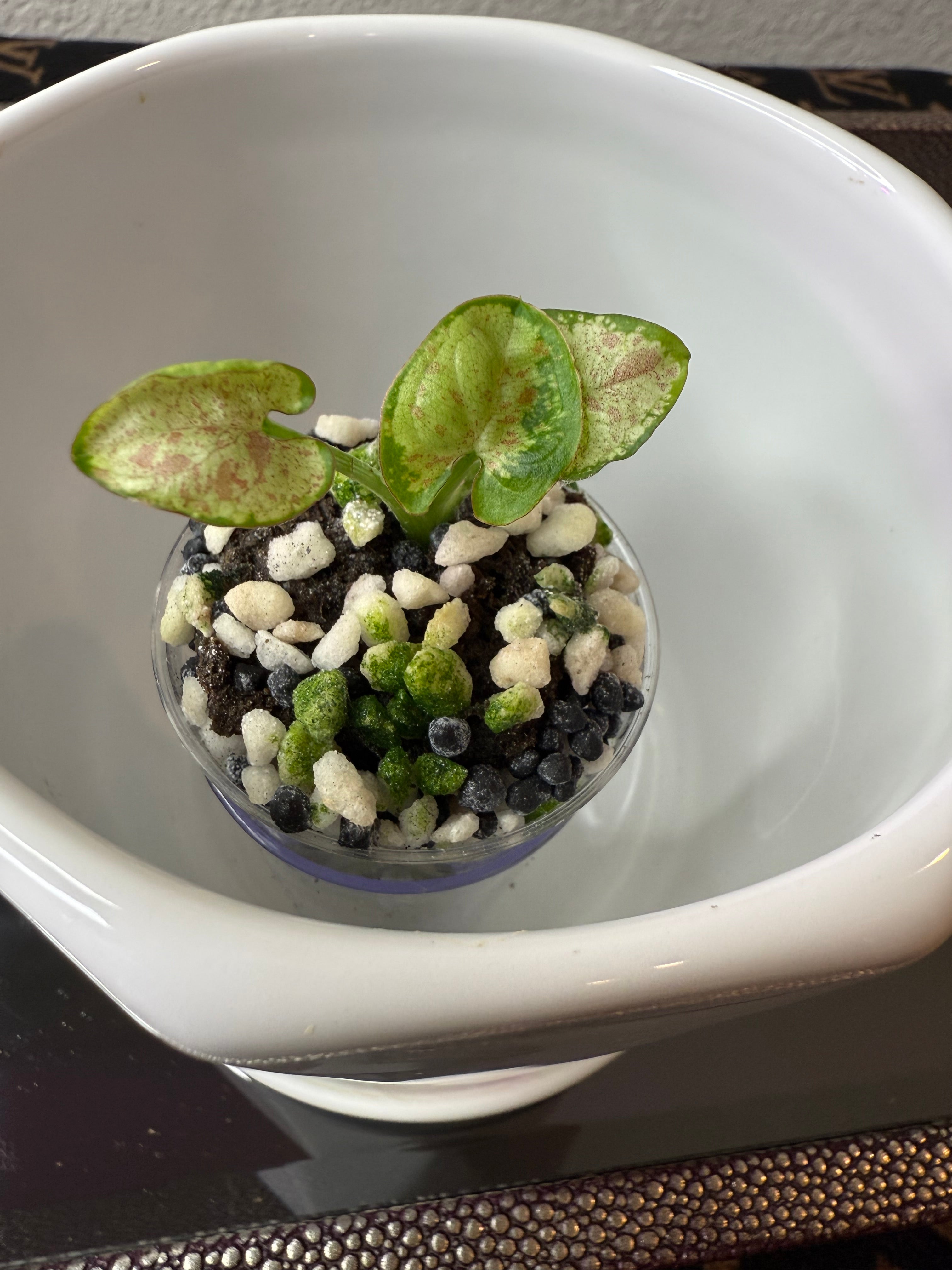 Syngonium
Milk Confetti (acclimated tissue culture)