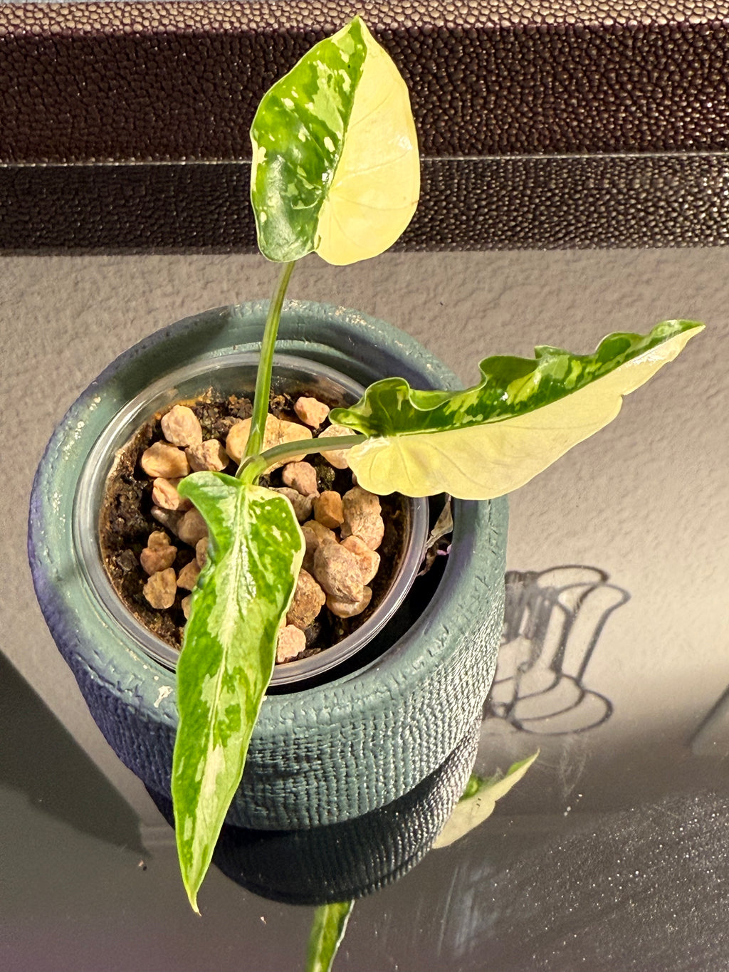 Alocasia Odora Albo