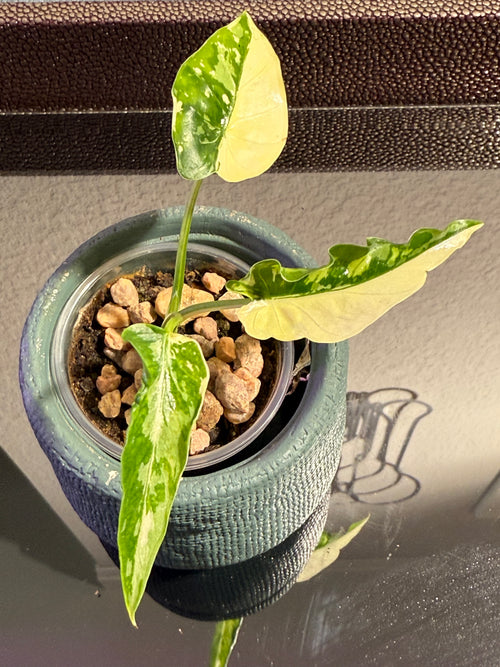 Alocasia Odora Albo