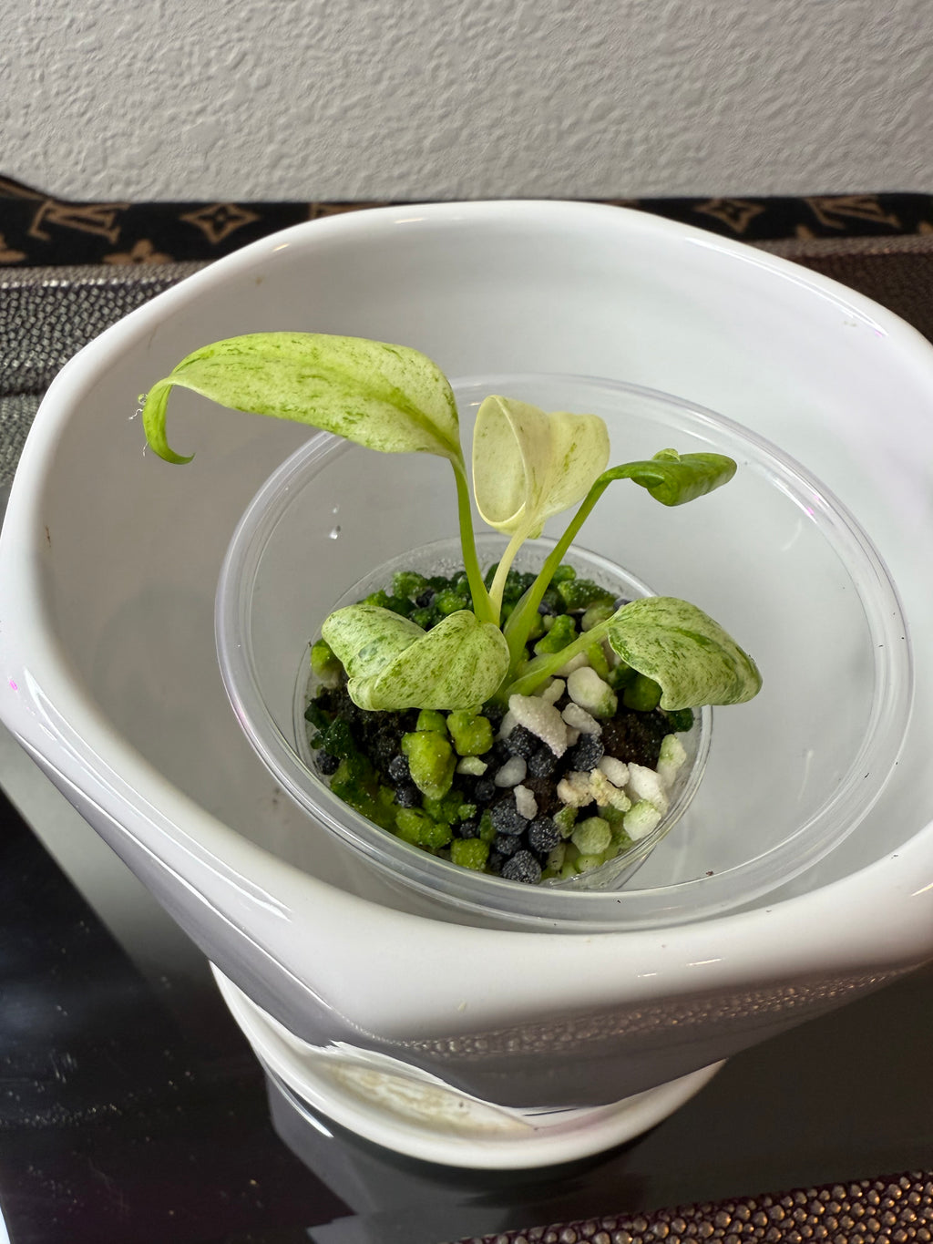 Epipremnum Giganteum Variegated (acclimated tissue culture)