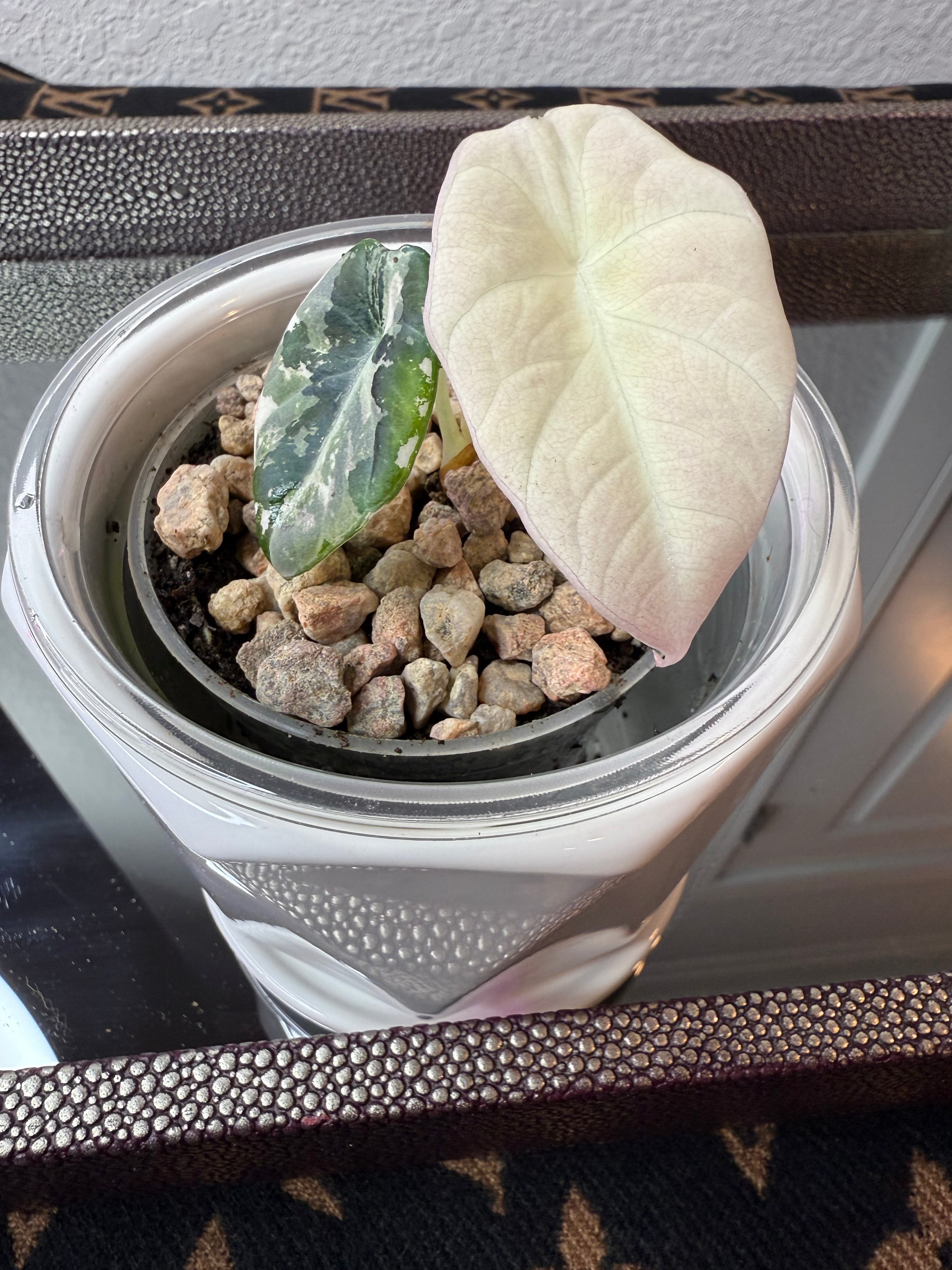 Alocasia Pink Black Velvet (acclimated tissue culture)