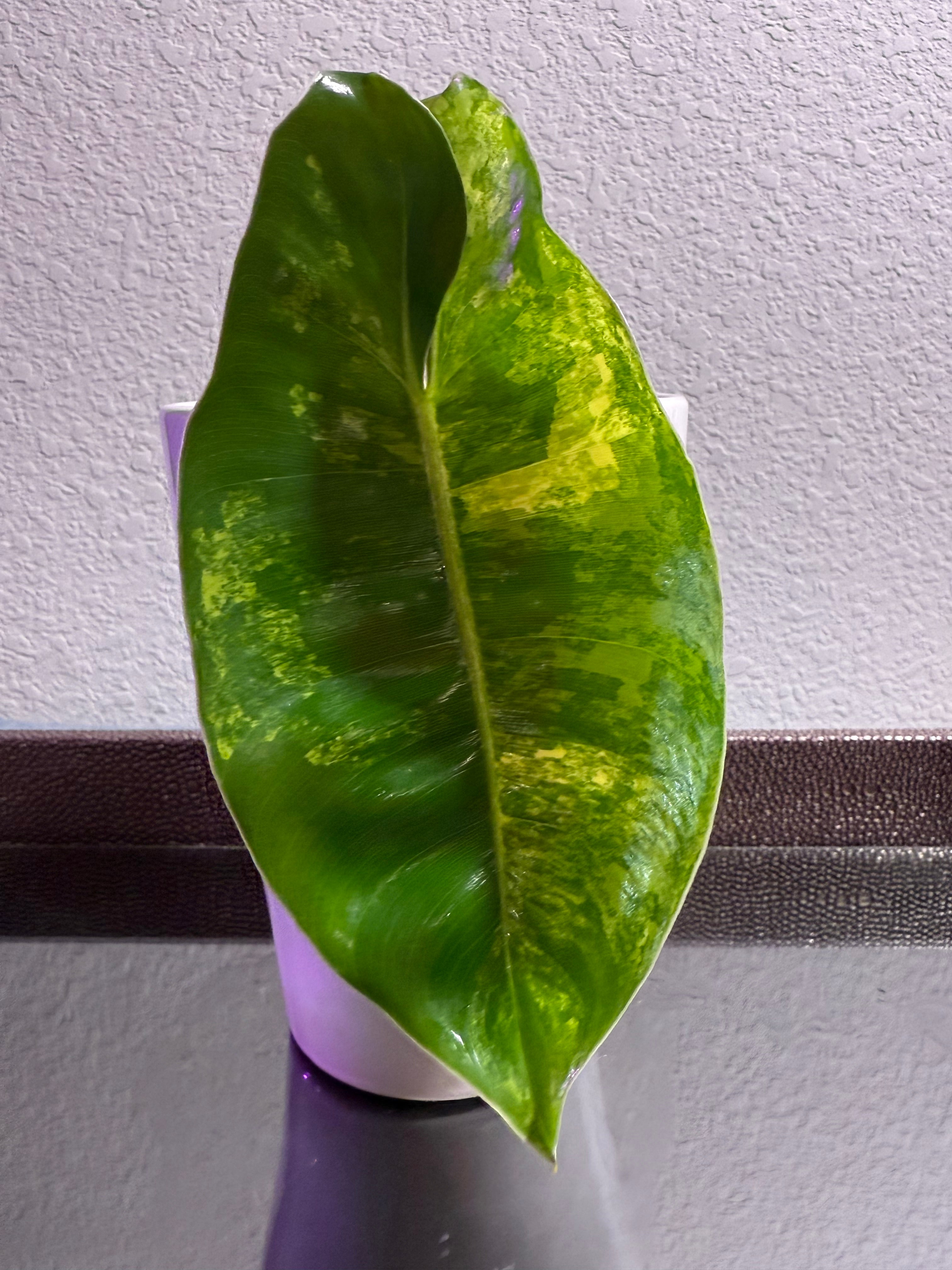 Philodendron Burle Marx Variegated
