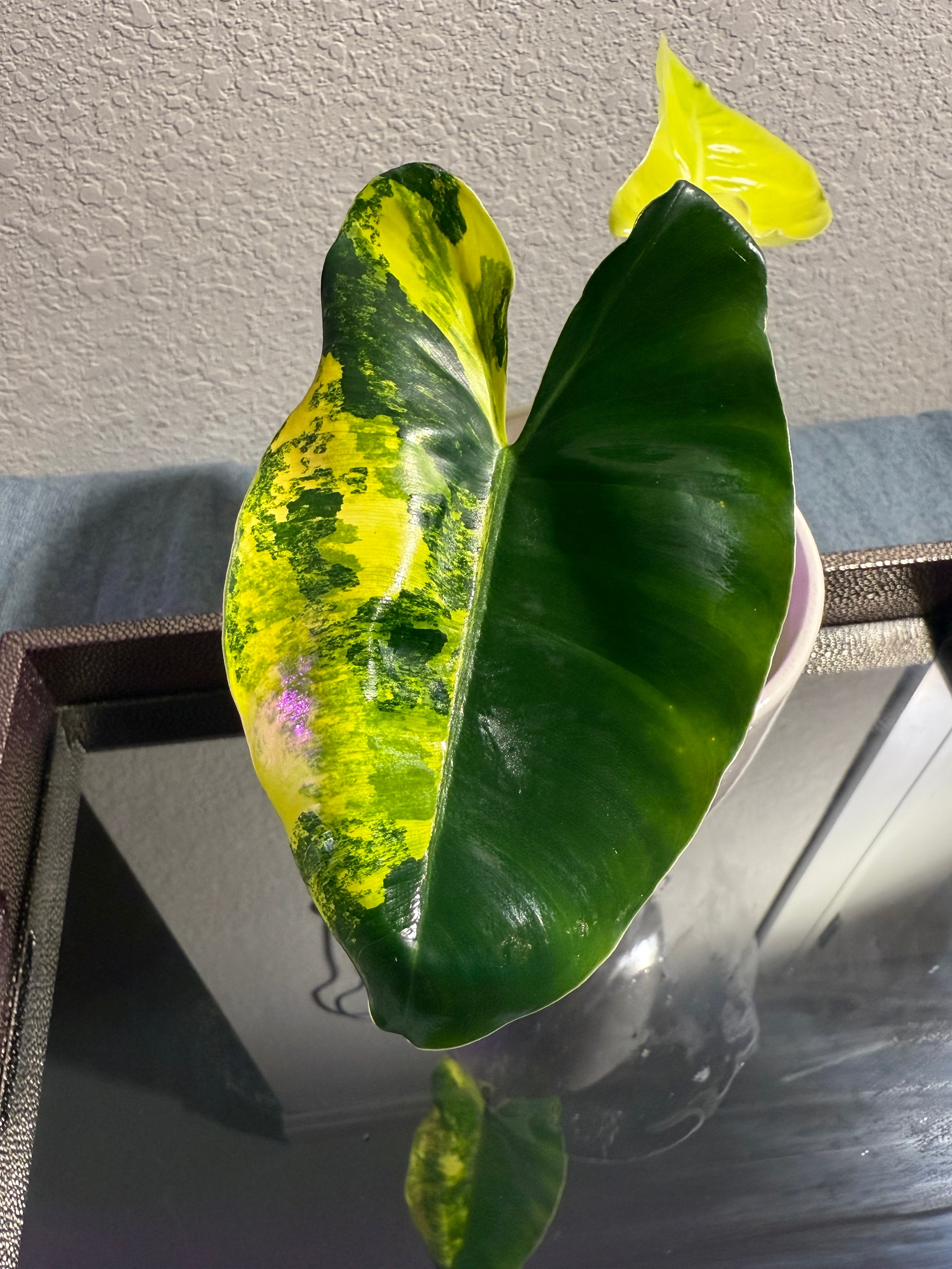 Philodendron Burle Marx Variegated