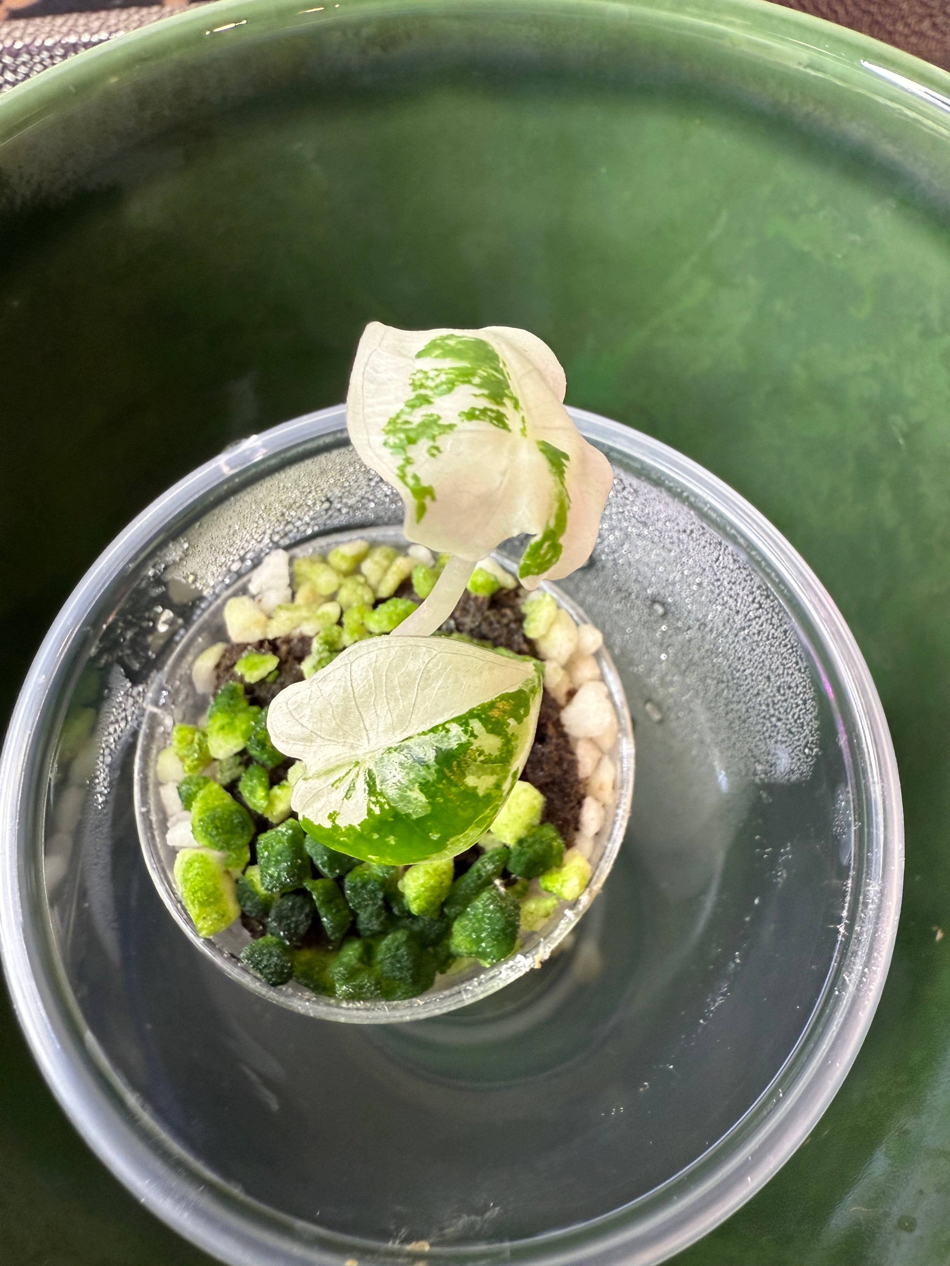 Alocasia Frydek Variegated (acclimated tissue culture)