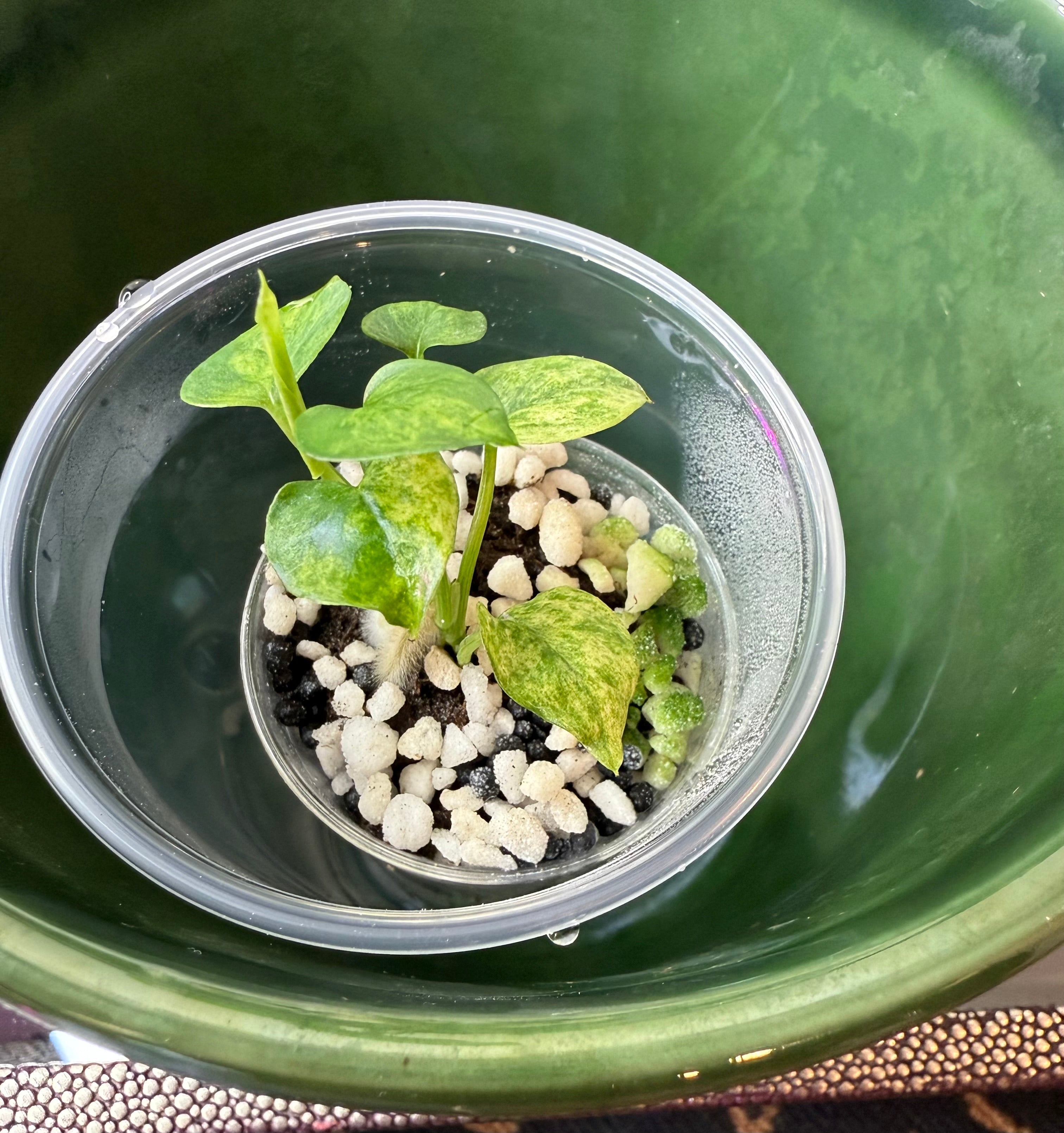 Anthurium Vittarifolium Variegated (acclimated tissue culture)