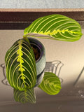 Maranta Lemon Lime (Prayer Plant) rooted cutting