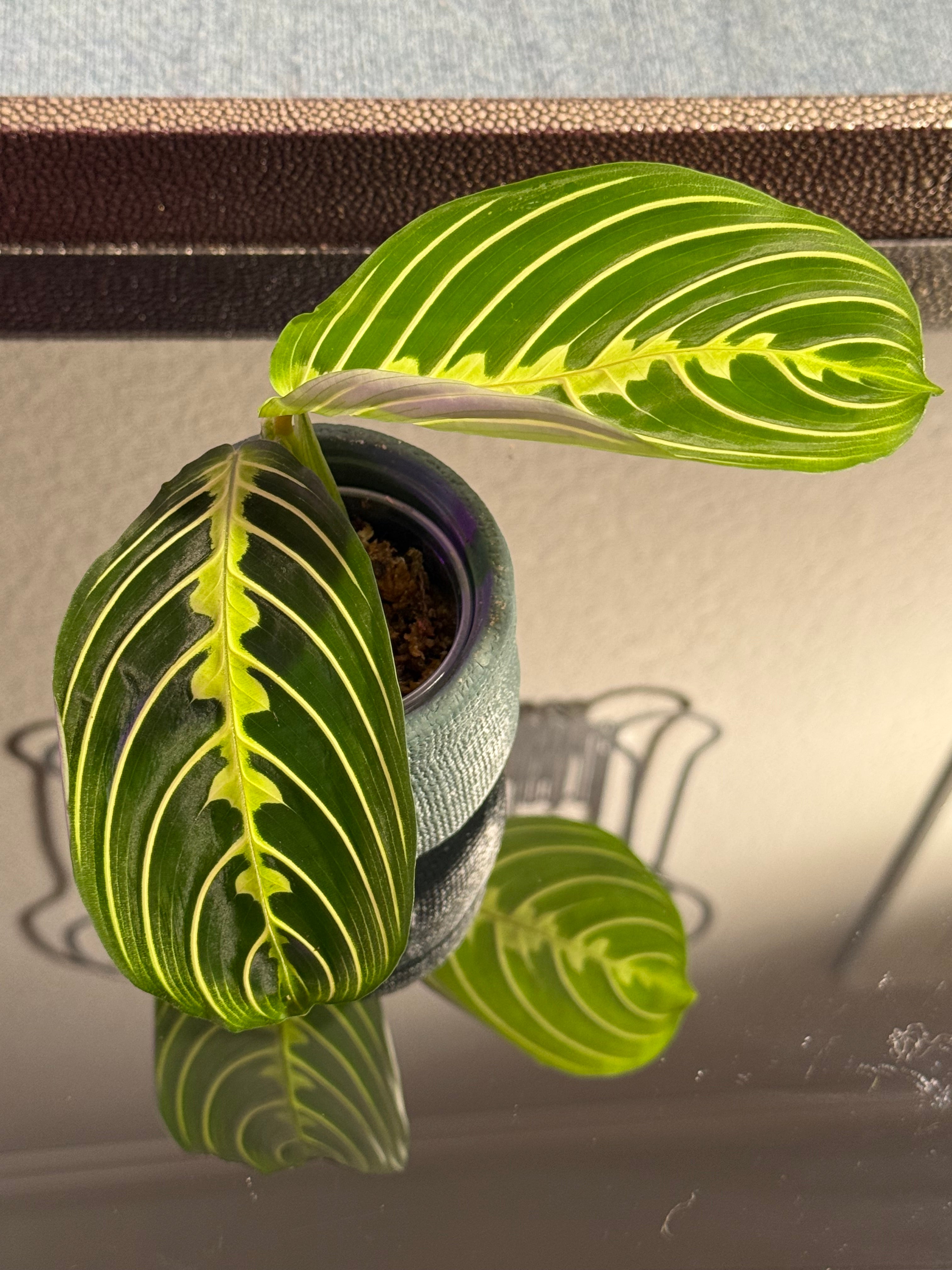 Maranta Lemon Lime (Prayer Plant) rooted cutting