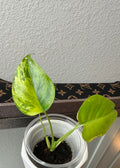 Monstera Yellow Marilyn (acclimated tissue culture)