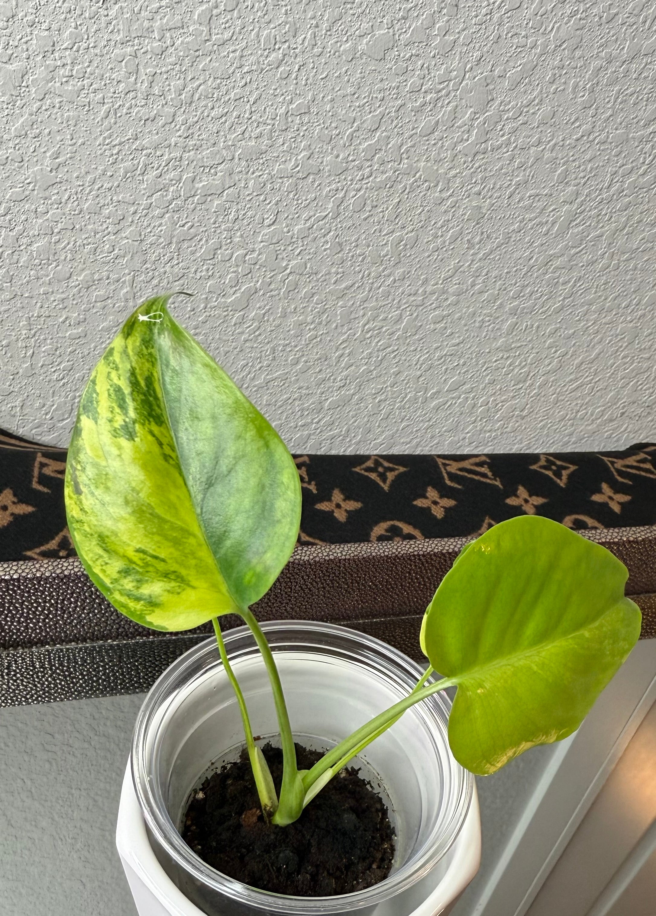 Monstera Yellow Marilyn (acclimated tissue culture)