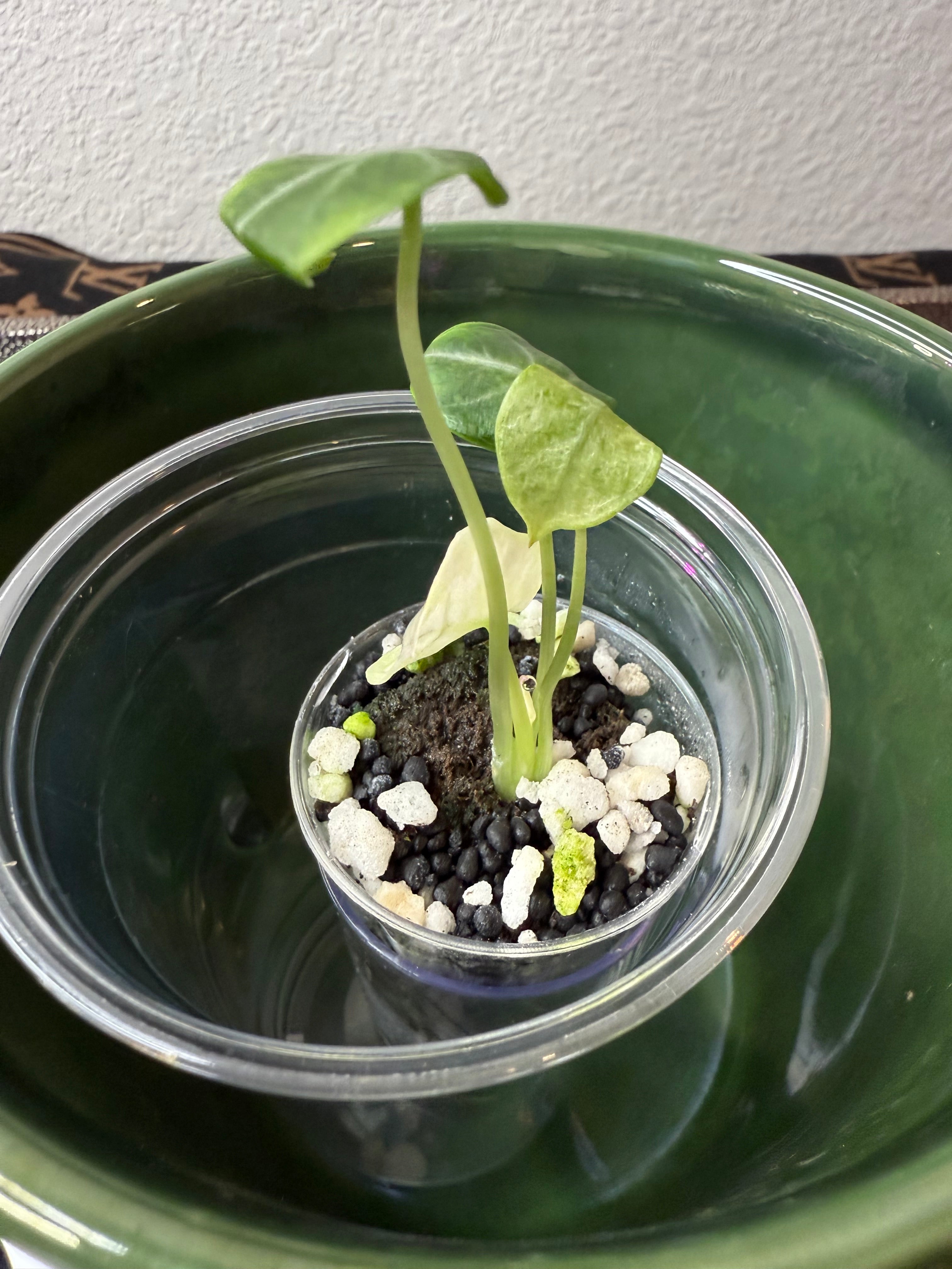 Alocasia Ninja Variegated (acclimated tissue culture)