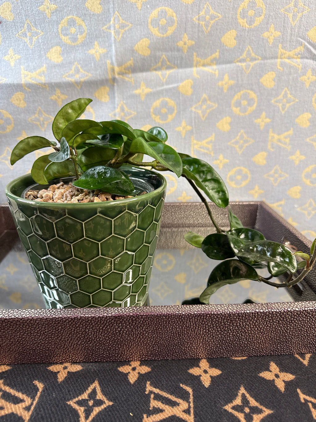 Hoya Carnosa Krinkle 