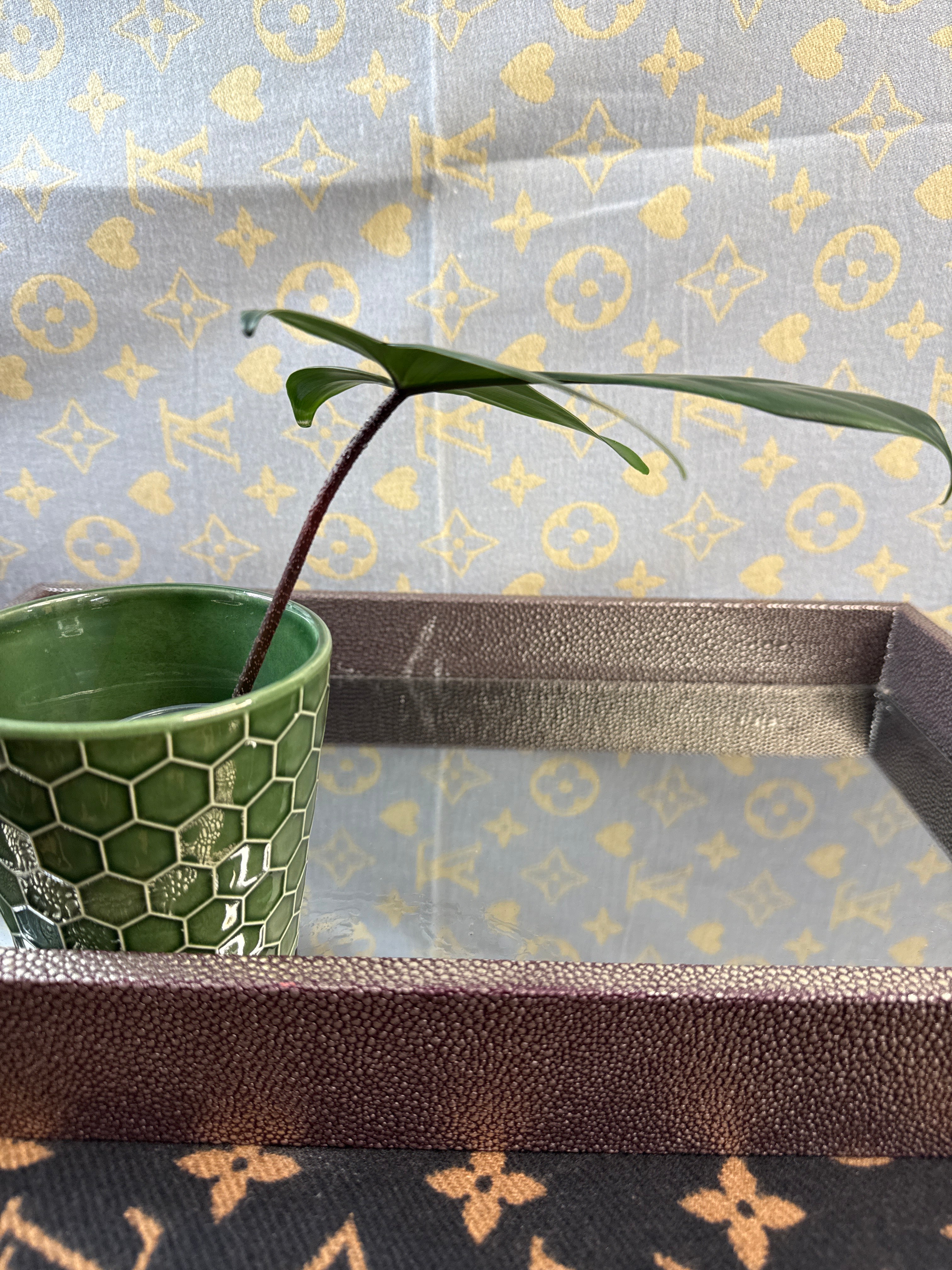 Philodendron Florida Green rooted cutting