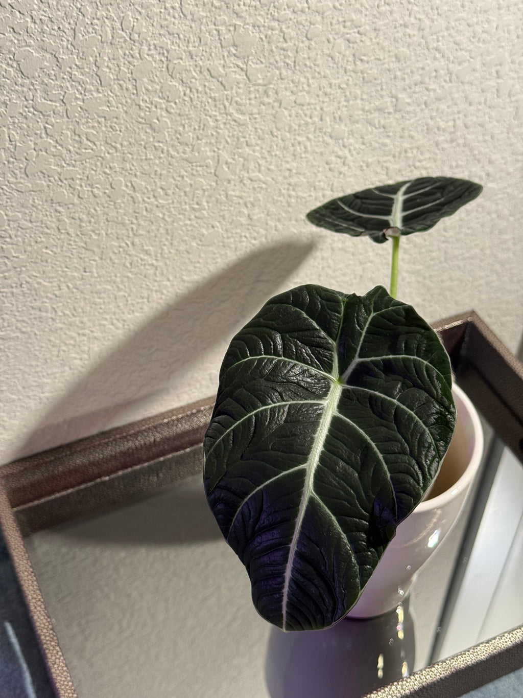 Black Velvet Alocasia