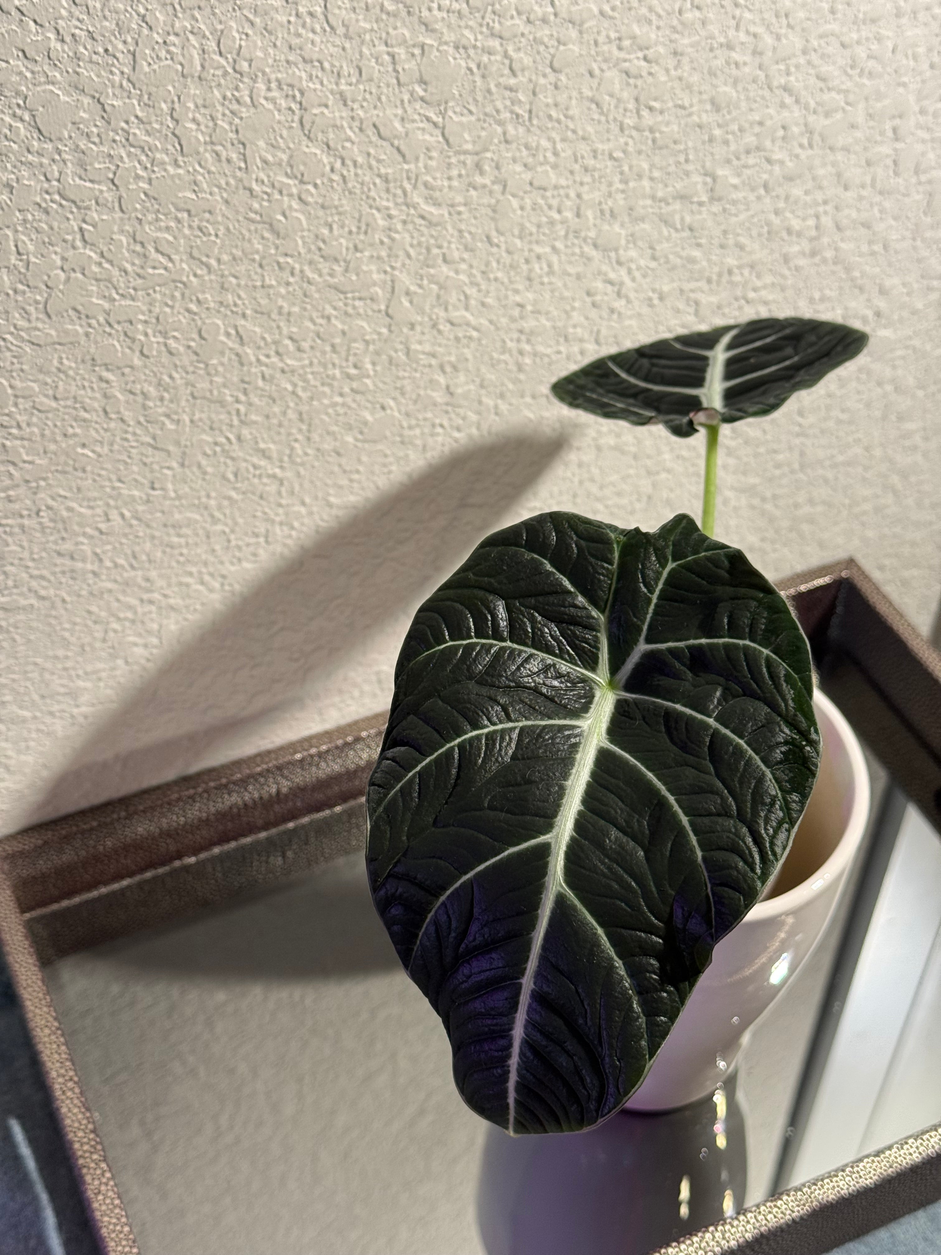 Black Velvet Alocasia