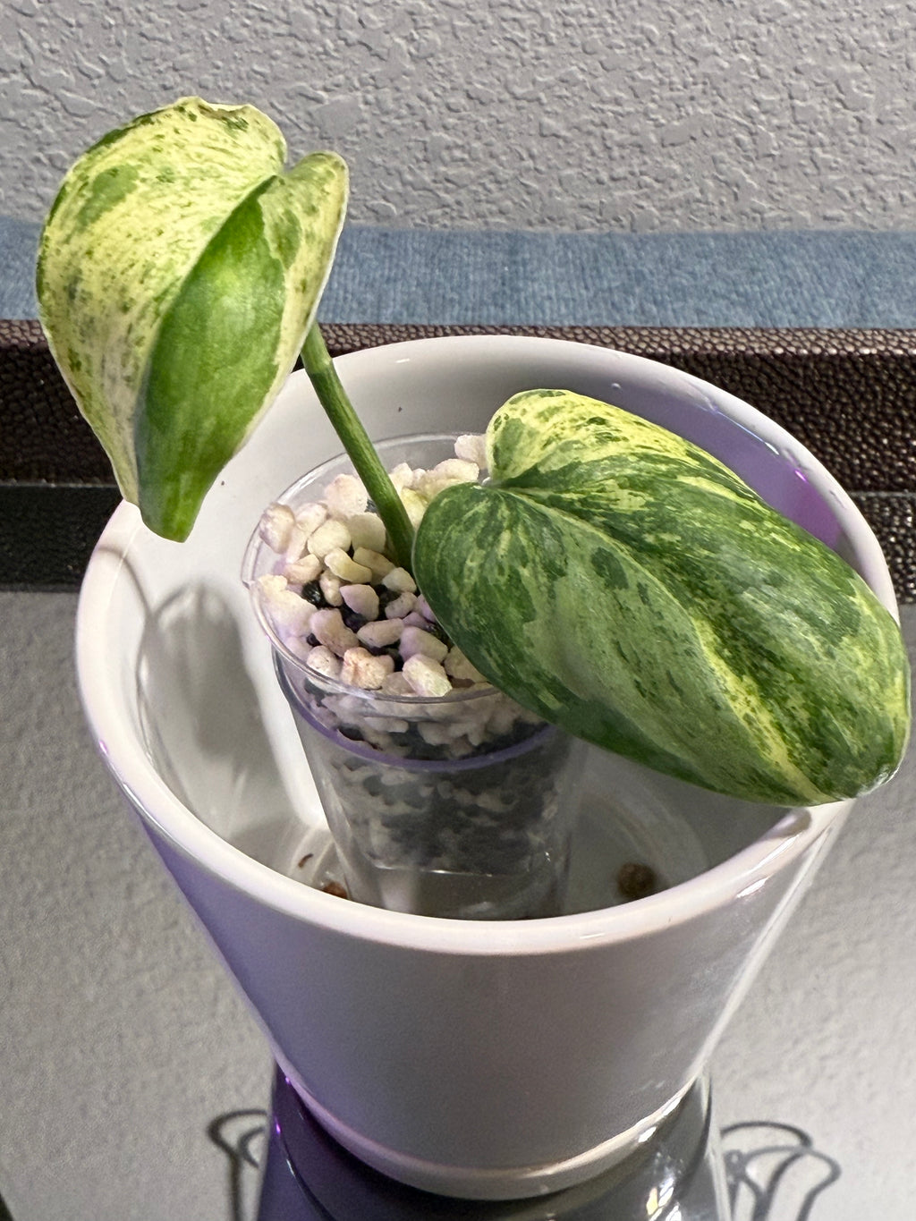 Scindapsus Dark Cloud Variegated
