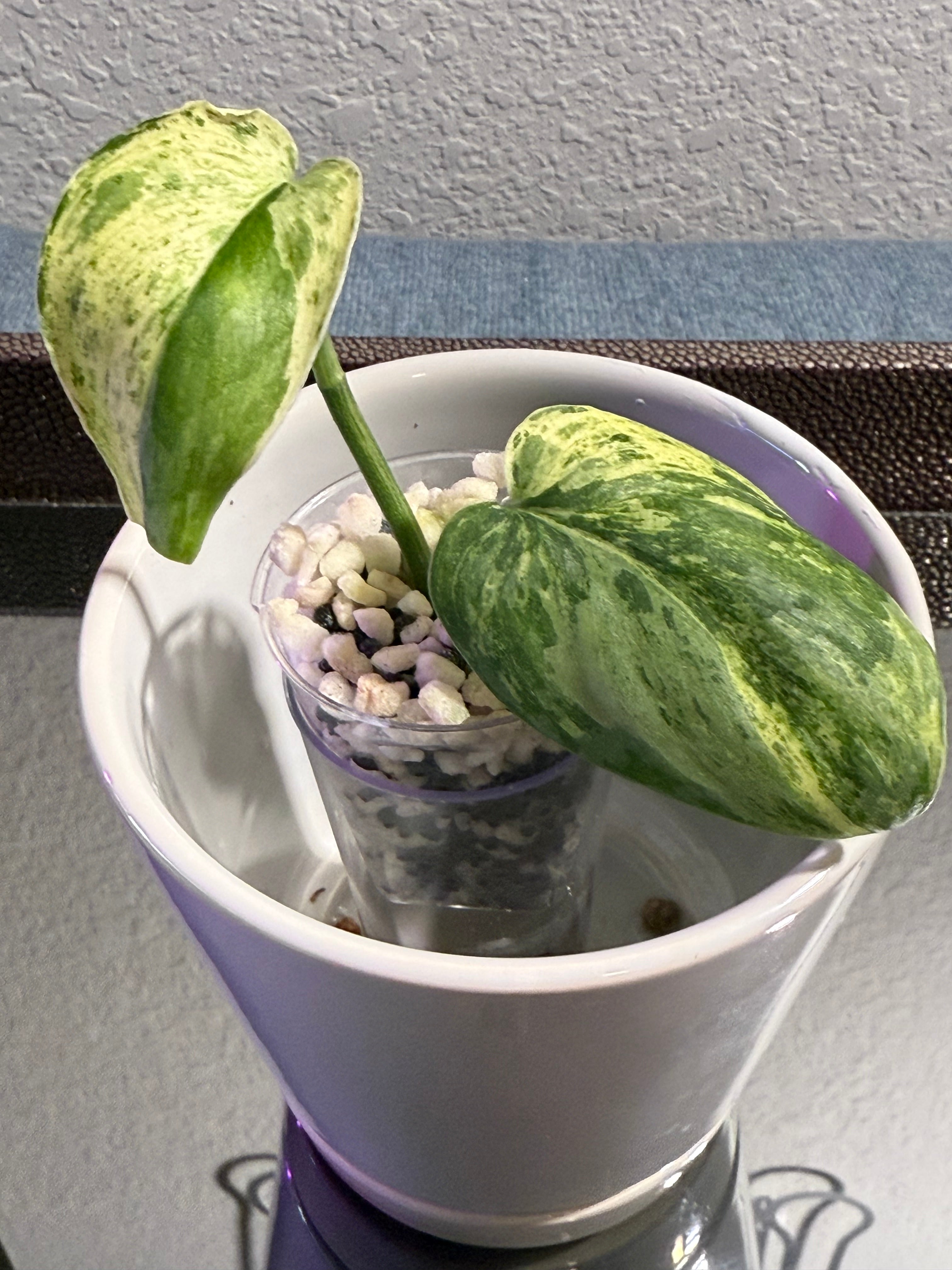 Scindapsus Dark Cloud Variegated