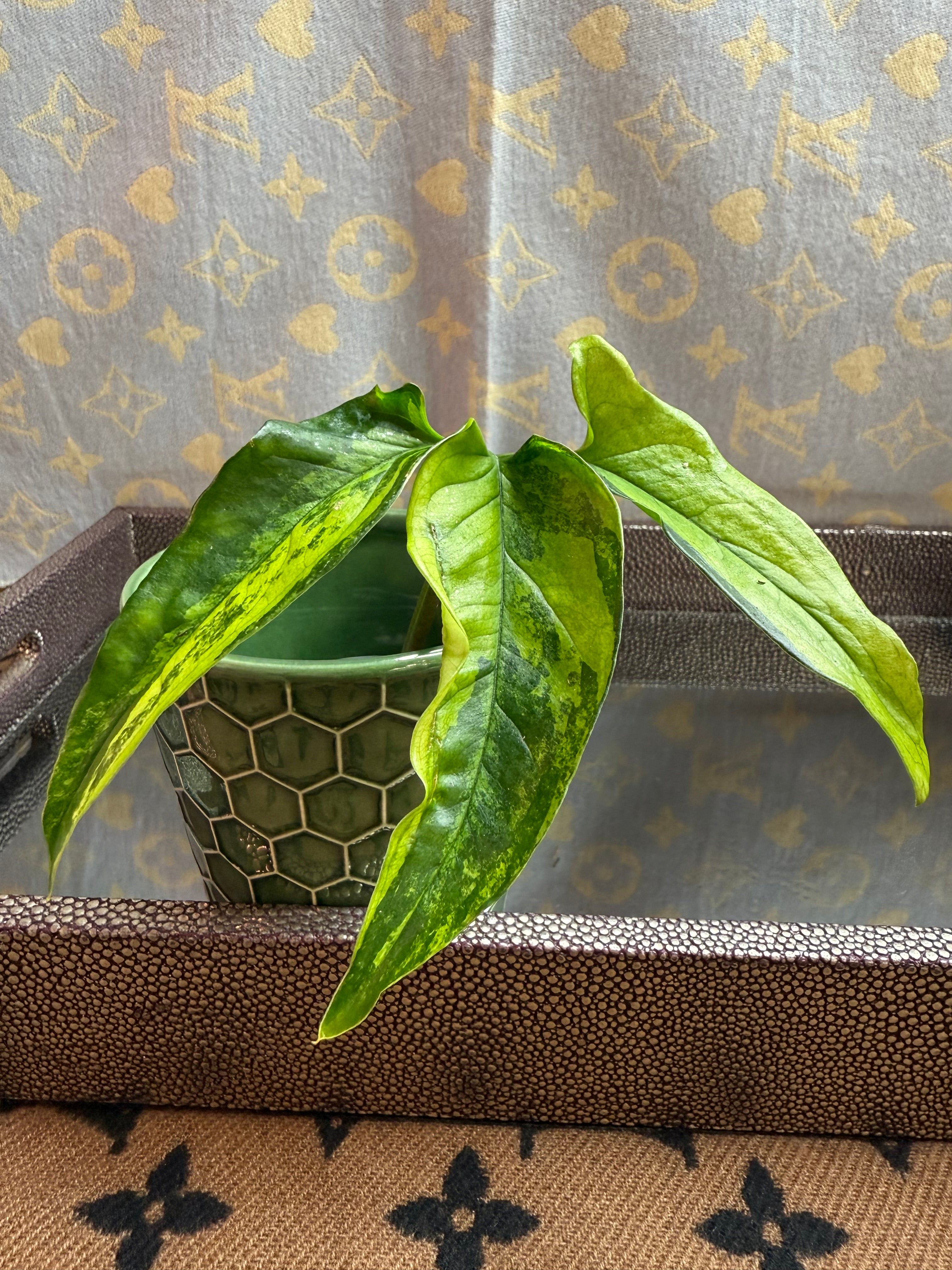 Syngonium Angustatum Variegated cutting