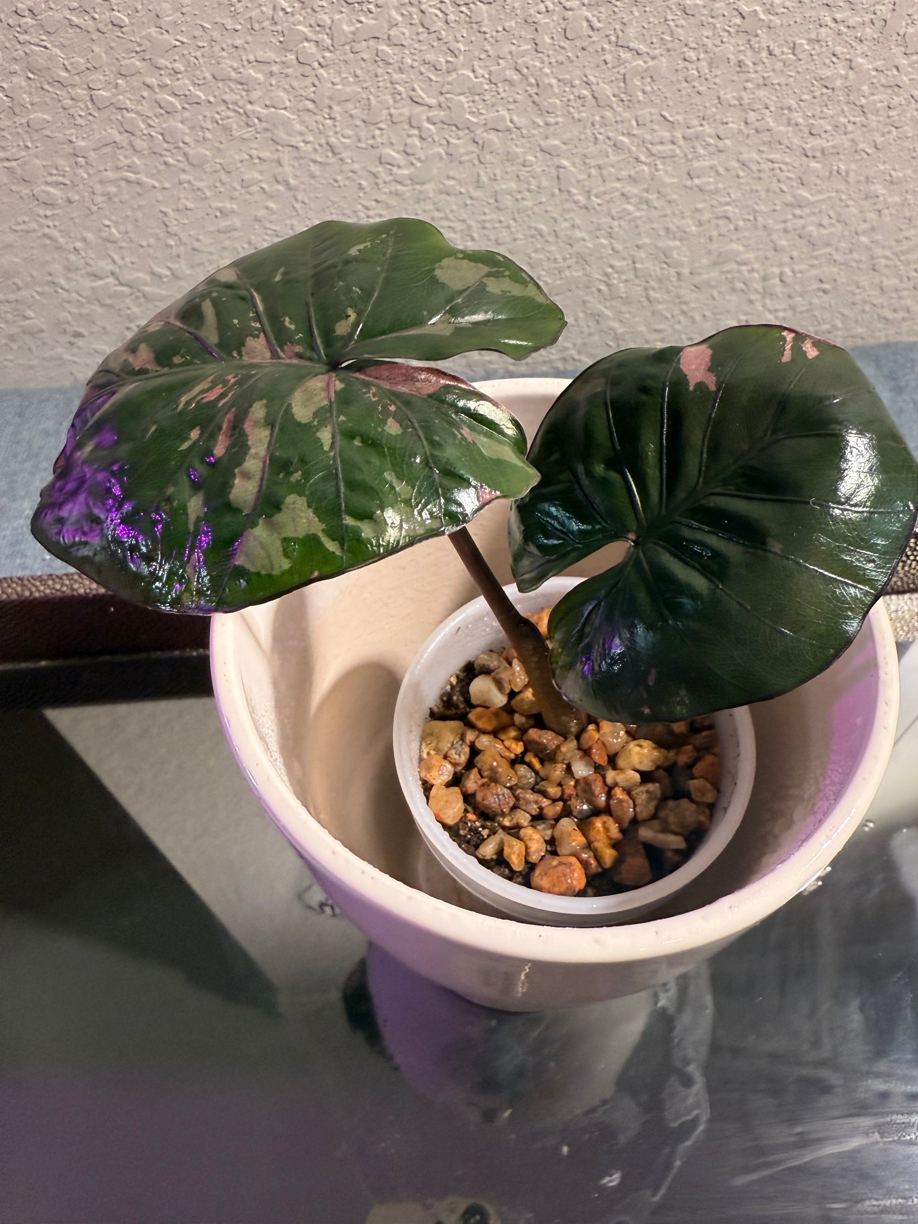 Alocasia Pink Serendipity