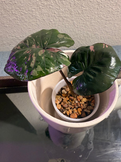 Alocasia Pink Serendipity