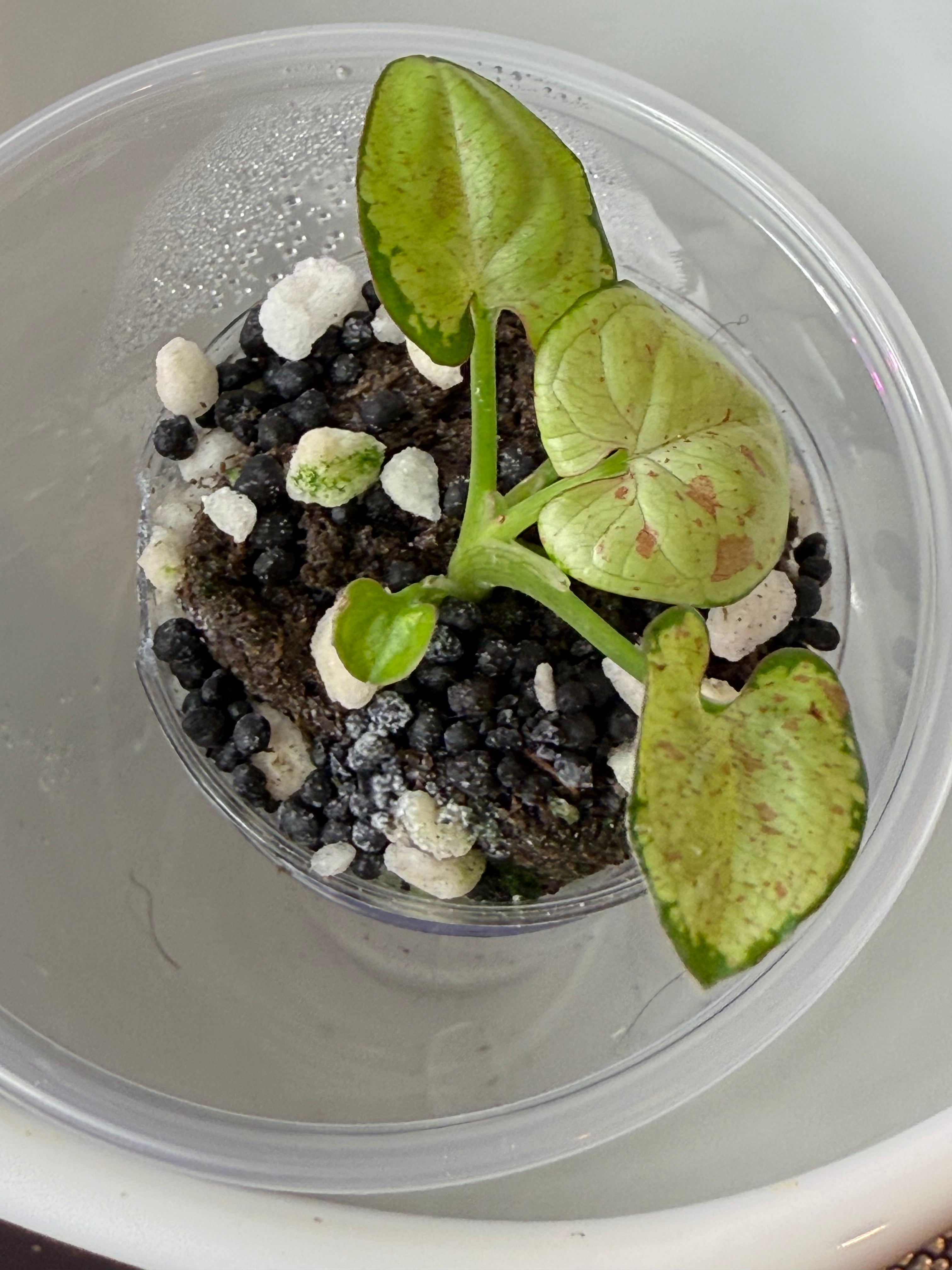 Syngonium
Milk Confetti (acclimated tissue culture)
